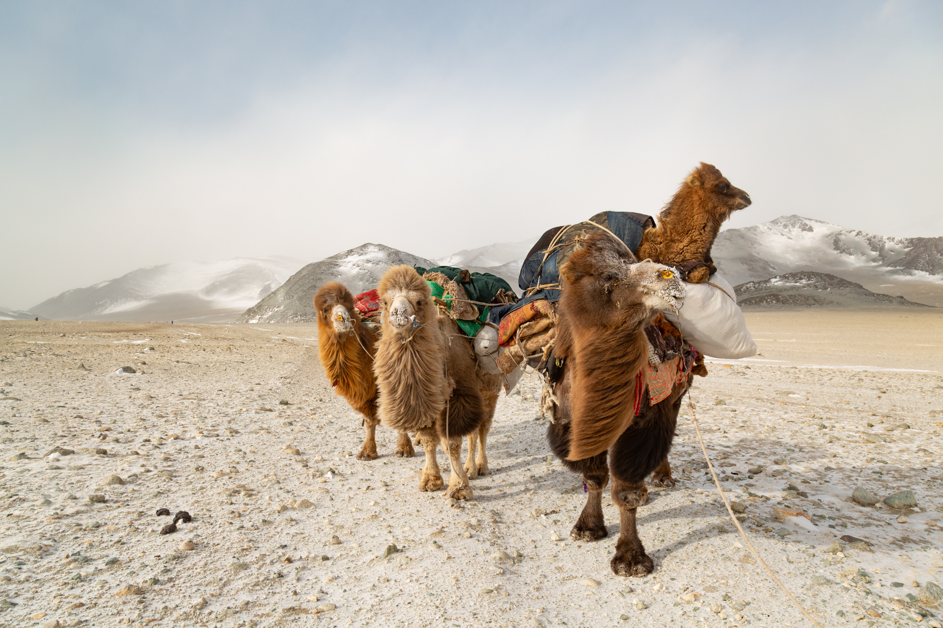 Frame 4 of 15 from Extreme Living – The Winter Migration, a photo essay by Alessandra Manzotti