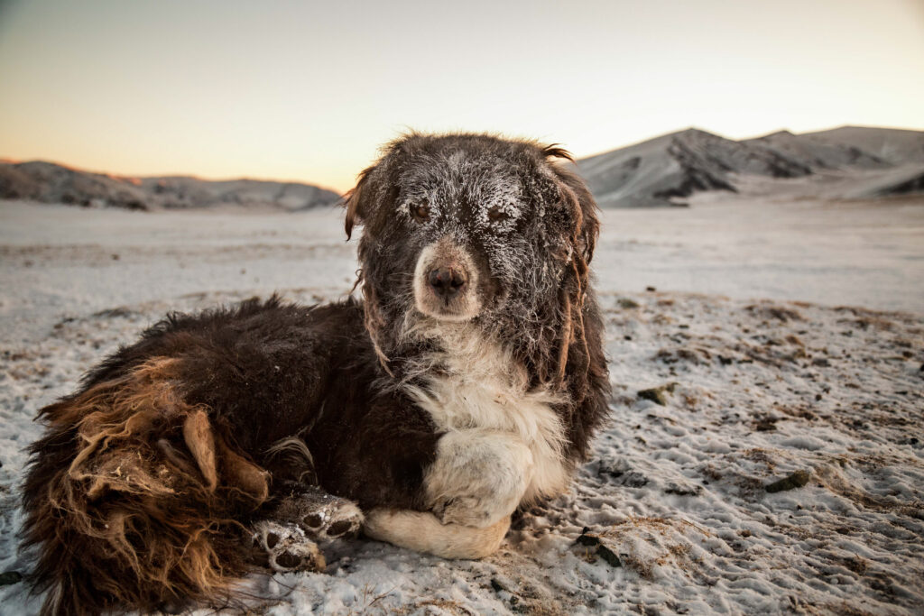 Frame 10 of 15 from Extreme Living – The Winter Migration, a photo essay by Alessandra Manzotti
