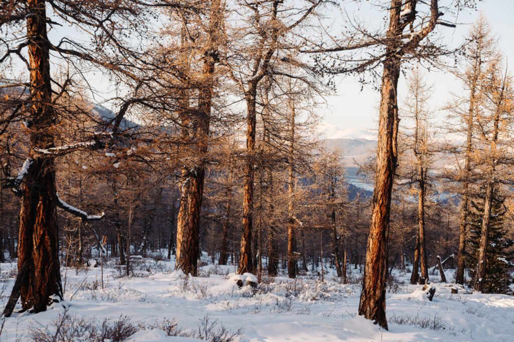 Frame 8 of 15 from The Tsaatan, a photo essay by Mikael And Amanda