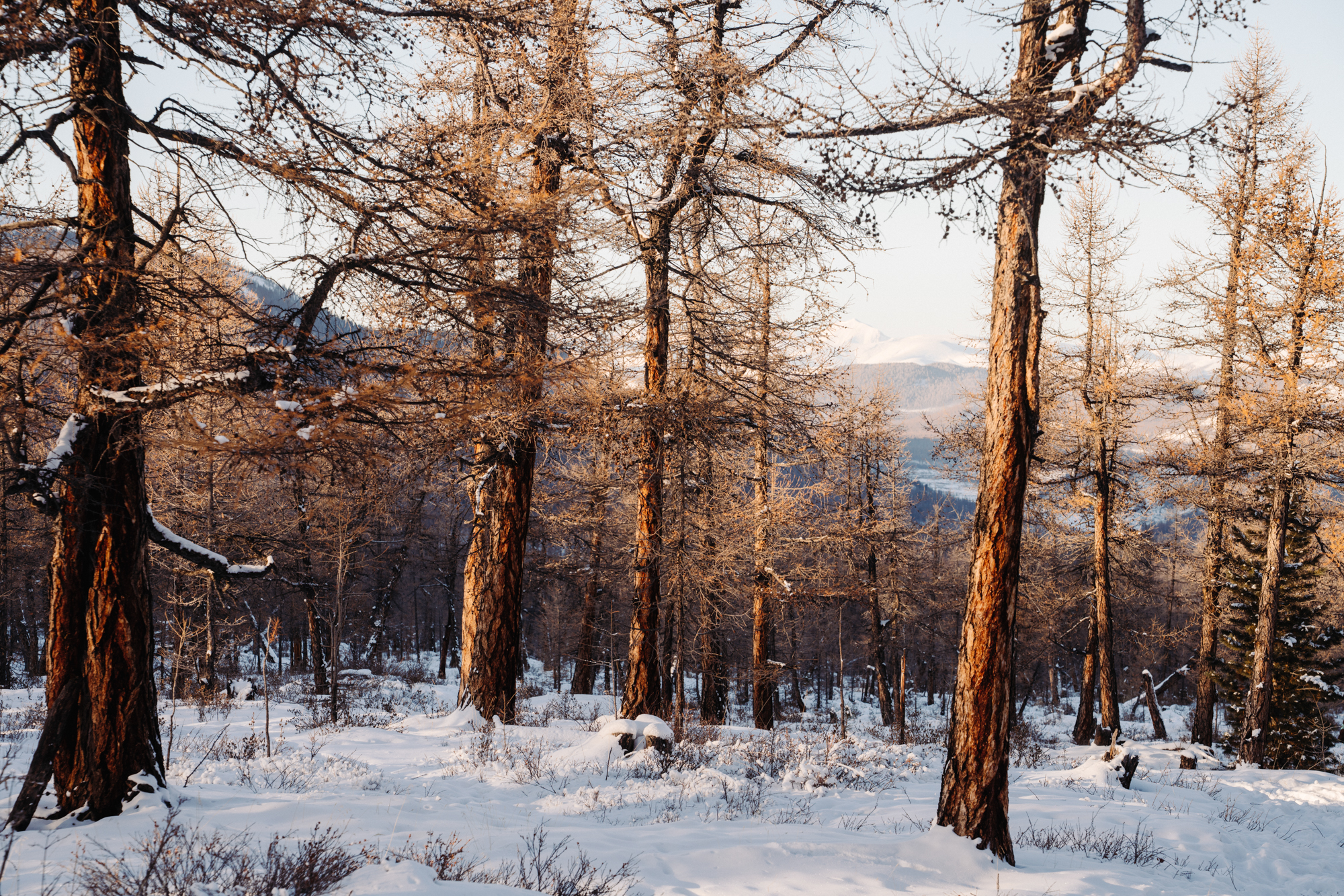 Frame 8 of 15 from The Tsaatan, a photo essay by Mikael And Amanda