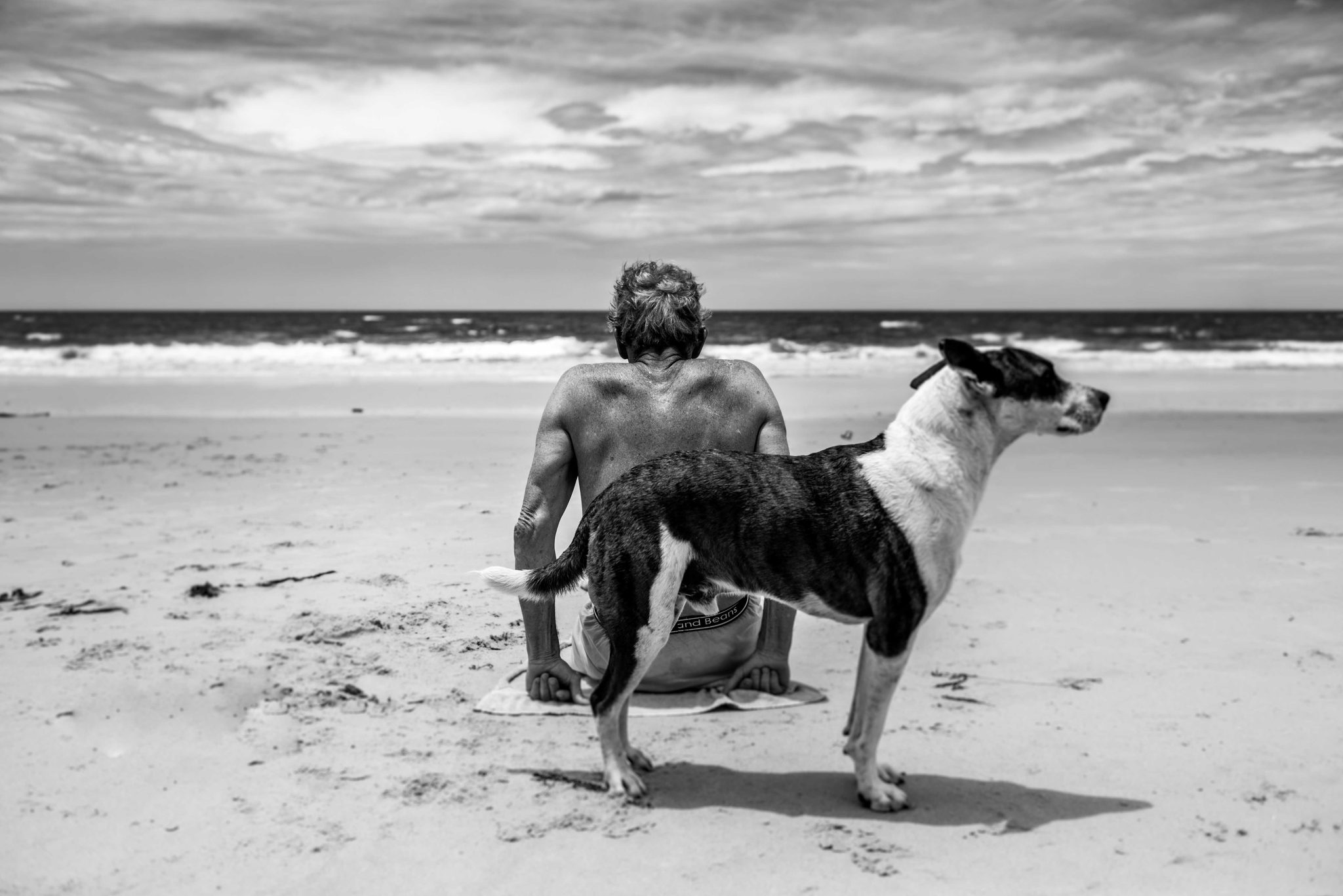 Dogs, domisticated, balck, white. Portrait photograph by Benedict Grey, winner of the Shoot The Frame Portrait photography award, March 2015