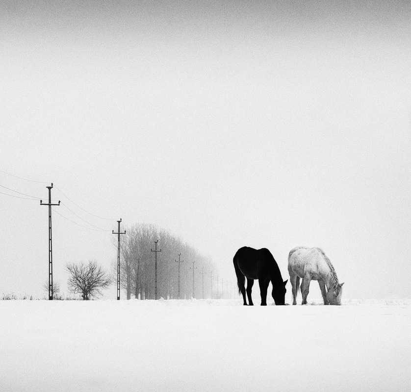 White, black, horse, fog. Landscape photograph by Andrei Baciu, winner of the Shoot The Frame Landscape photography award, November 2013