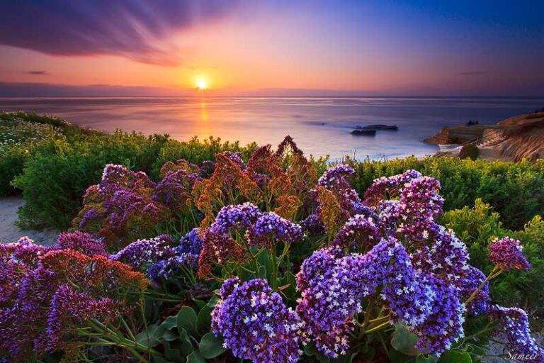 Flowers, light, rays, scennery. Landscape photograph by Sameer Pathak, finalist in the Shoot The Frame Landscape photography award, March 2015