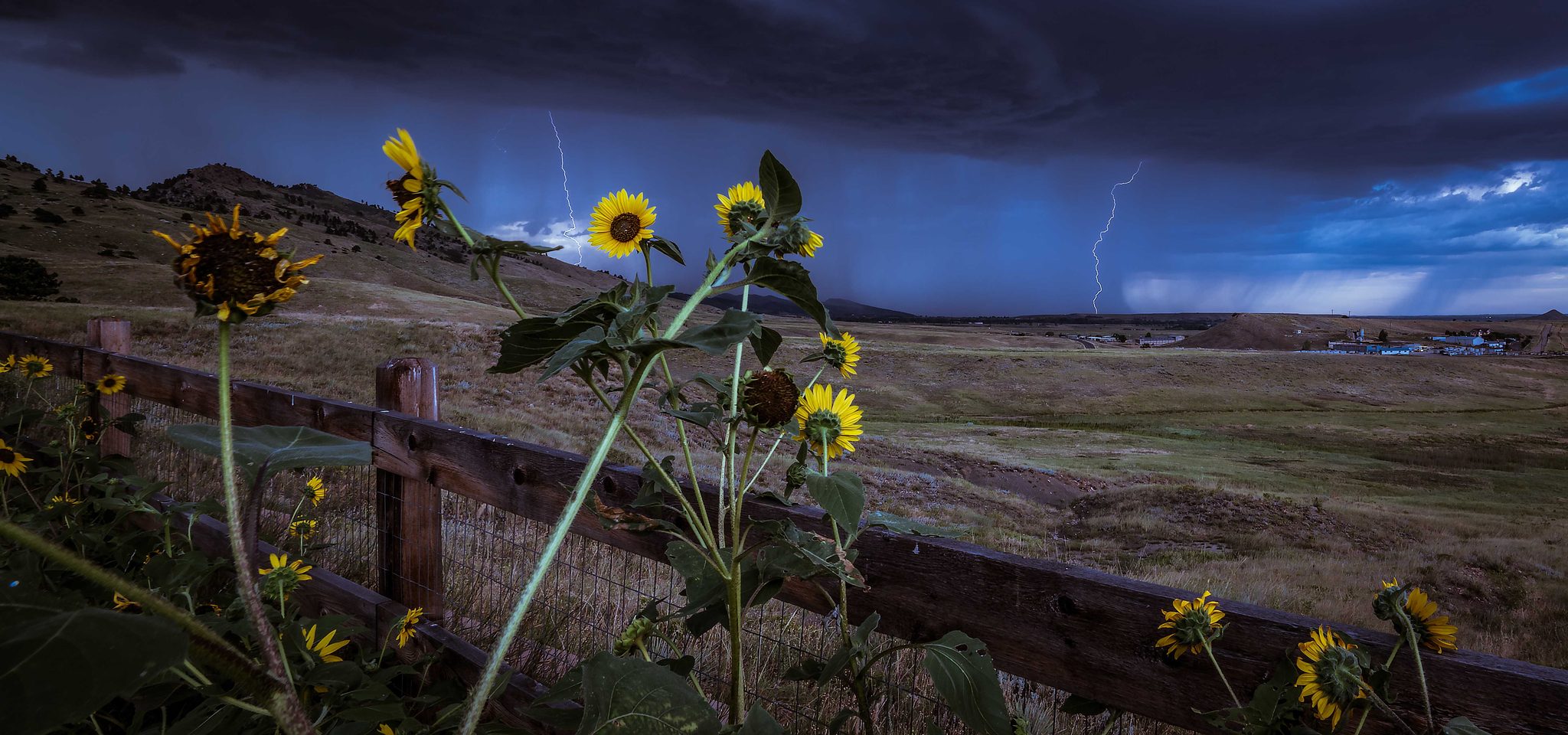 Sunflower, flower, plants, lights. Landscape photograph by Andy Gallacher, finalist in the Shoot The Frame Landscape photography award, August 2015