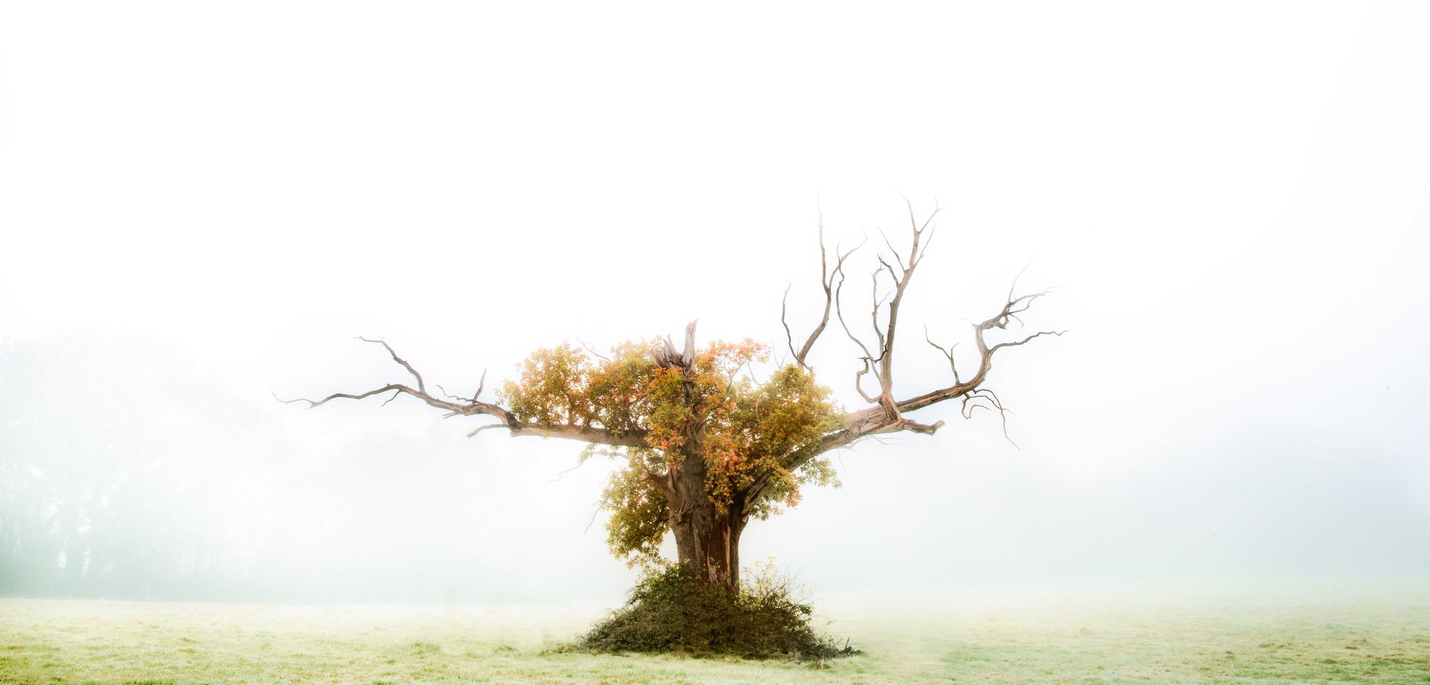 Trees, trunk, branch, leaves. Landscape photograph by Benedict Grey, finalist in the Shoot The Frame Landscape photography award, November 2015
