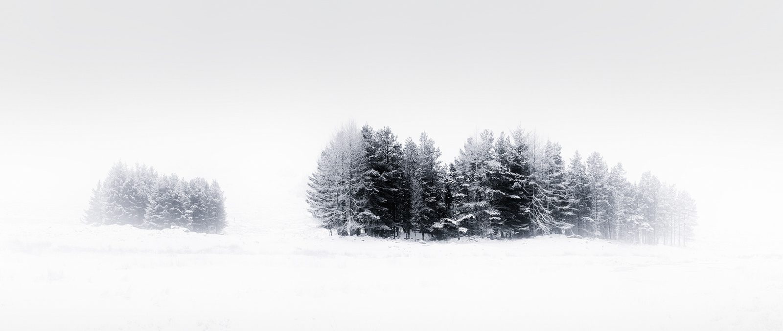 White, trees, snow. Landscape photograph by Paul Sanders, finalist in the Shoot The Frame Landscape photography award, May 2016