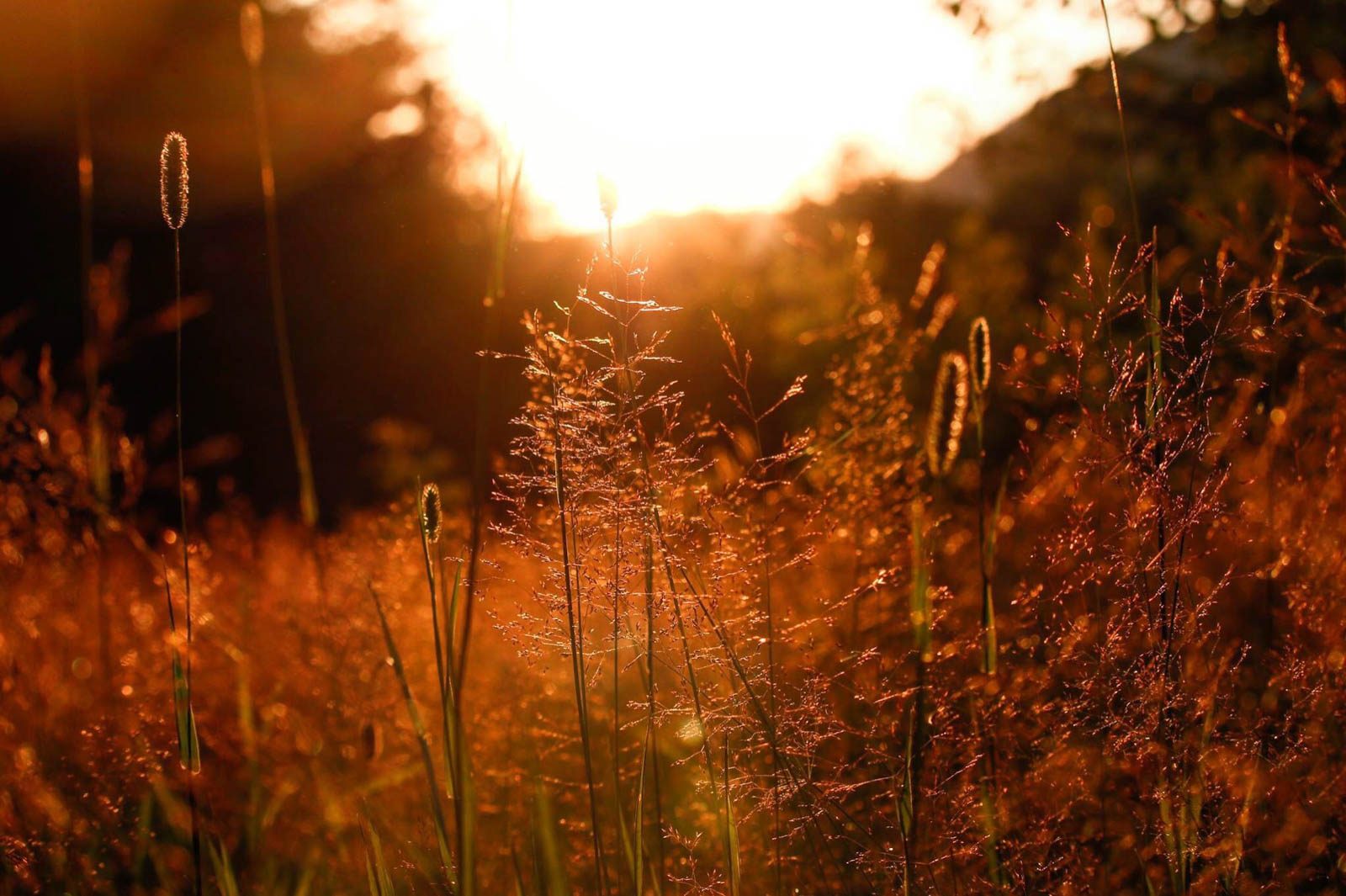 Grass, light, plants. Landscape photograph by Fanny Graham, finalist in the Shoot The Frame Landscape photography award, August 2016