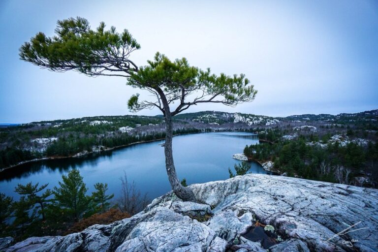 Lizard, branch, flower. Landscape photograph by Corey Flow, finalist in the Shoot The Frame Landscape photography award, September 2017