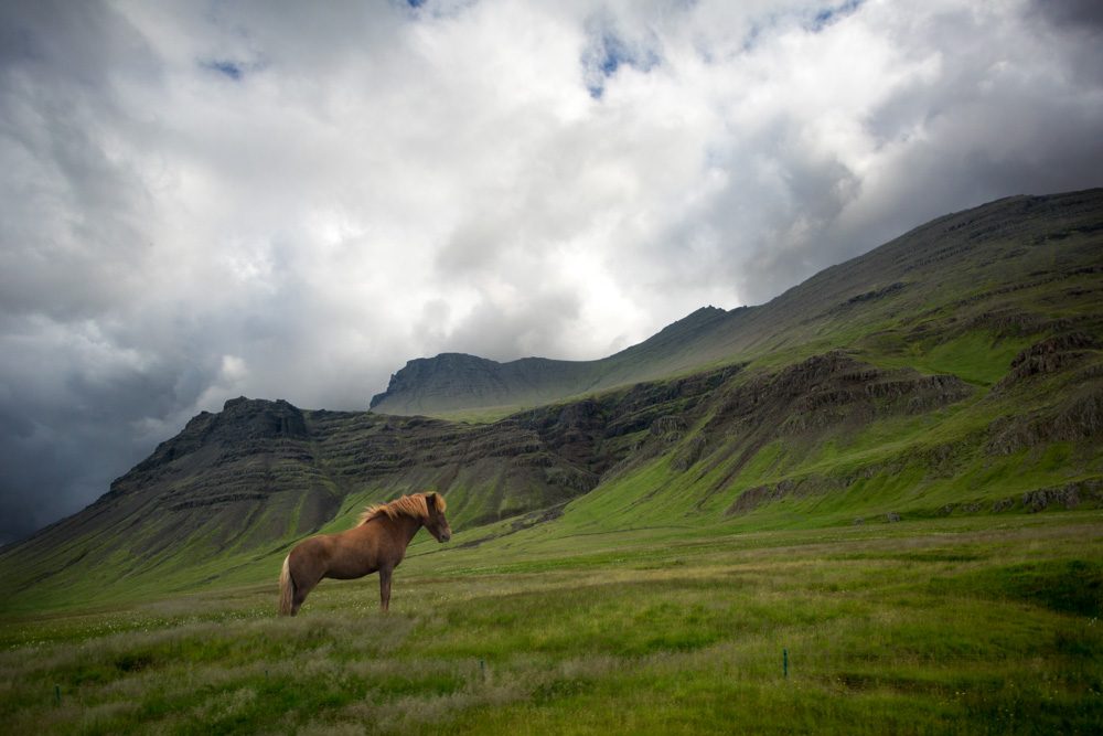 Horse, grass, clouds, sky. Landscape photograph by Vanessa Karel, finalist in the Shoot The Frame Landscape photography award, February 2019