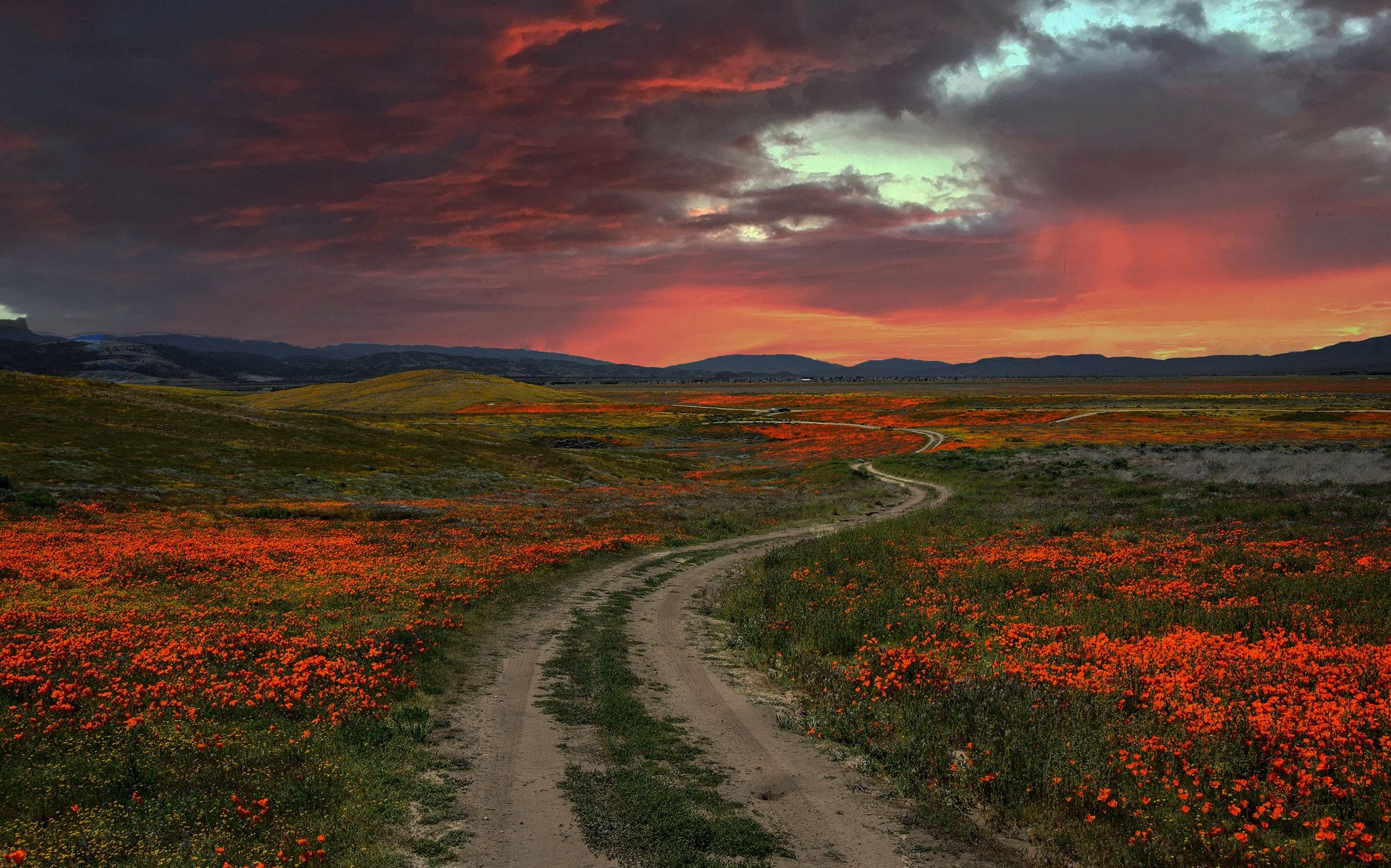 California Poppies, Mojave Desert. Landscape photograph by Thomas Webb, finalist in the Shoot The Frame Landscape photography award, December 2020