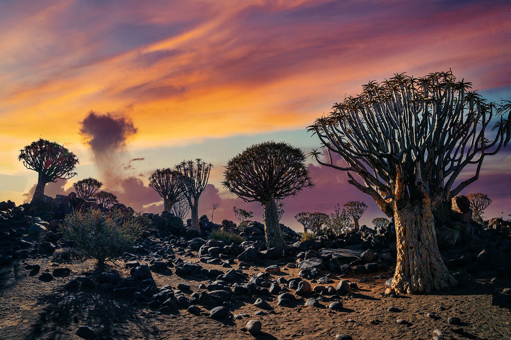 Quiver Forest, Keetmanshoop, Namibia. Landscape photograph by ChanOnn Fong, finalist in the Shoot The Frame Landscape photography award, April 2021