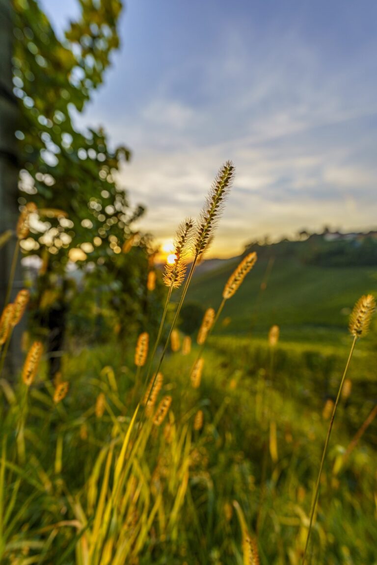 Illuminated by sun, Südsteirische Weinstraße, 8461, Austria. Landscape photograph by Christoph Ackerl, finalist in the Shoot The Frame Landscape photography award, October 2021