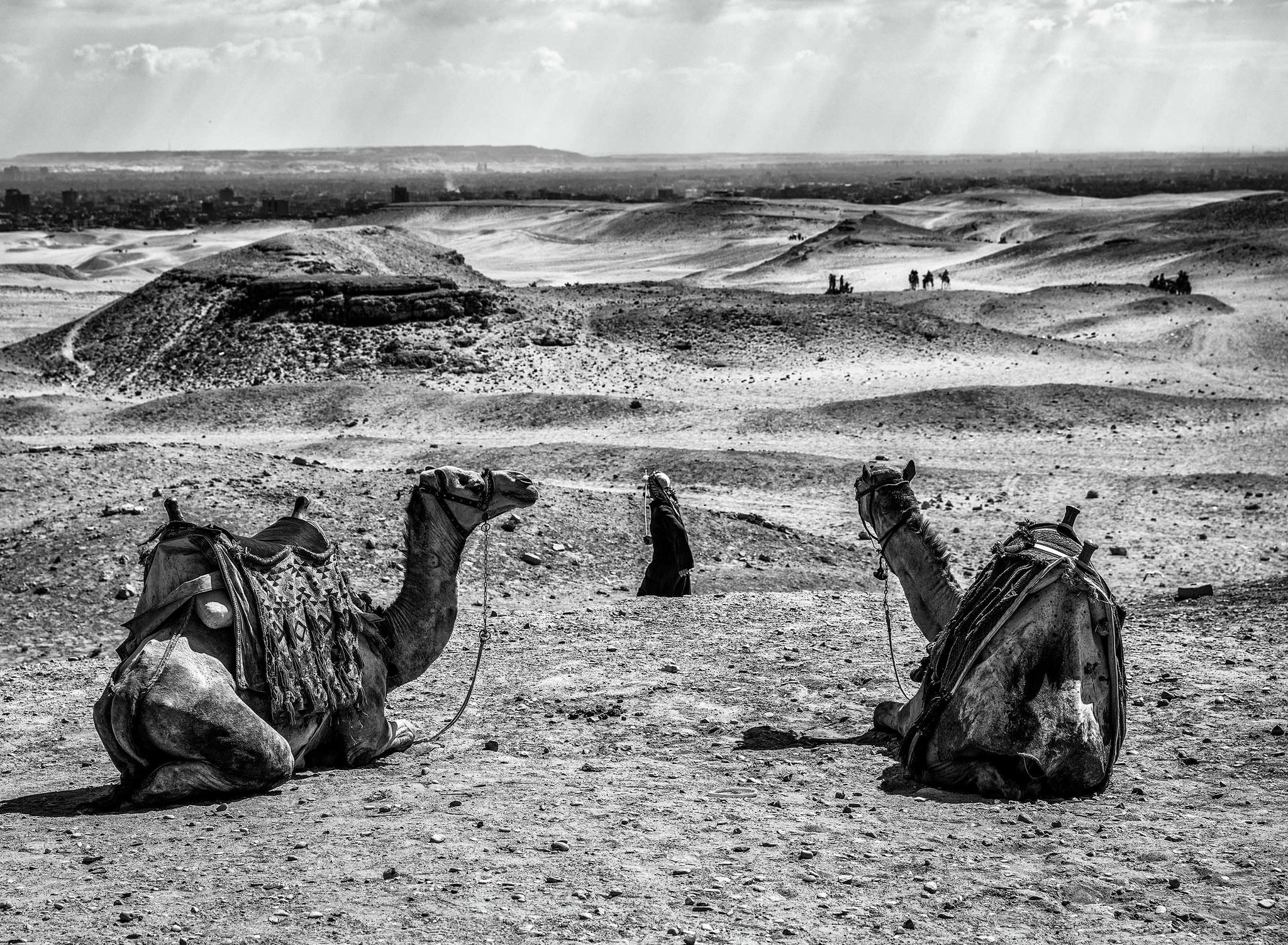 Two Camels of Egypt, Cairo, Cairo Governorate, Egypt. Landscape photograph by Michael Potts, finalist in the Shoot The Frame Landscape photography award, February 2022
