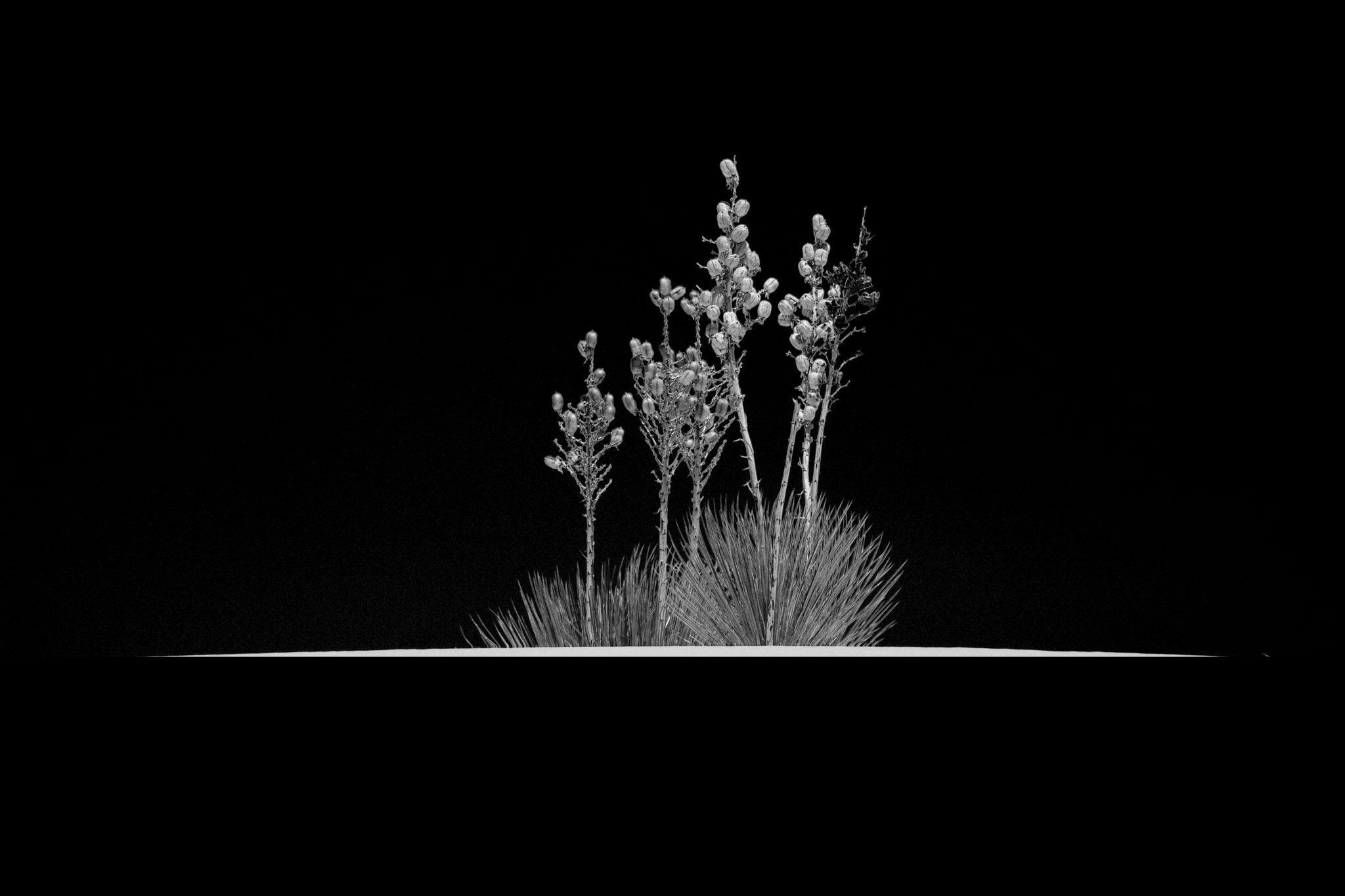 Black and White Yucca Plant. Landscape photograph by Brigitta Diaz, finalist in the Shoot The Frame Landscape photography award, April 2022