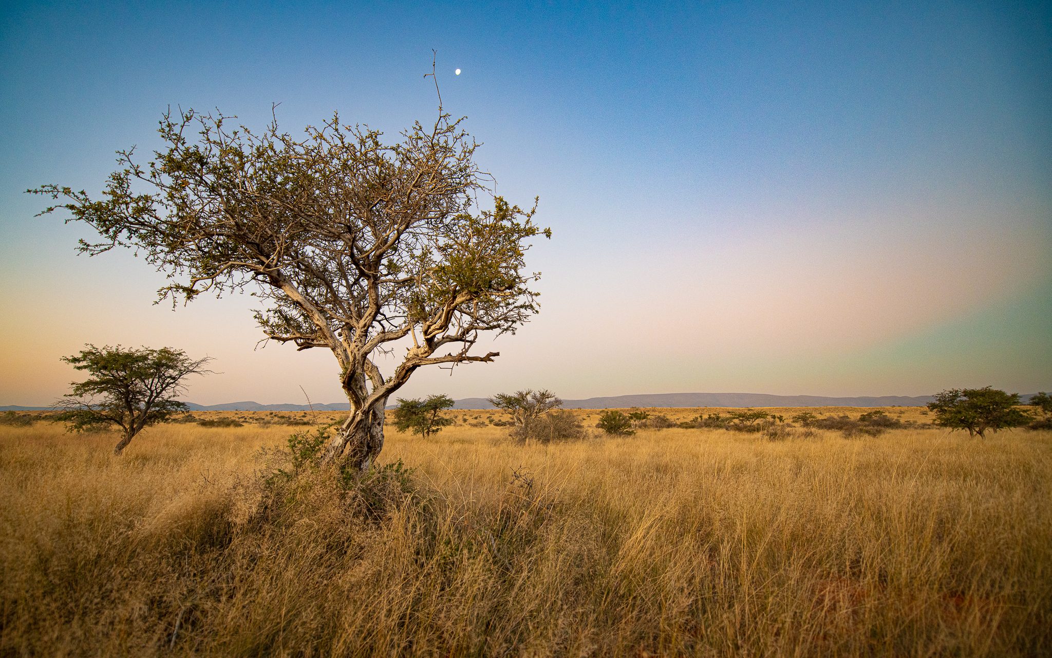 Southern Kalahari at dusk, Southern Kalahari, South Africa. Landscape photograph by Lee Downing, finalist in the Shoot The Frame Landscape photography award, July 2022