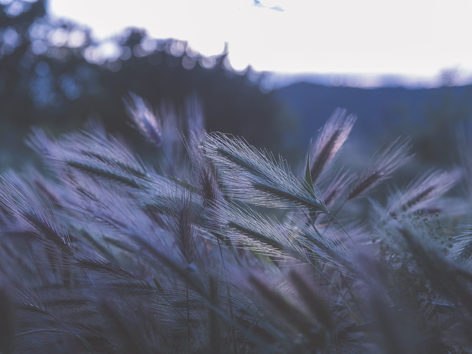 Mood at Dusk on Mont d'Or, Manosque, France. Landscape photograph by RD Law, finalist in the Shoot The Frame Landscape photography award, September 2022