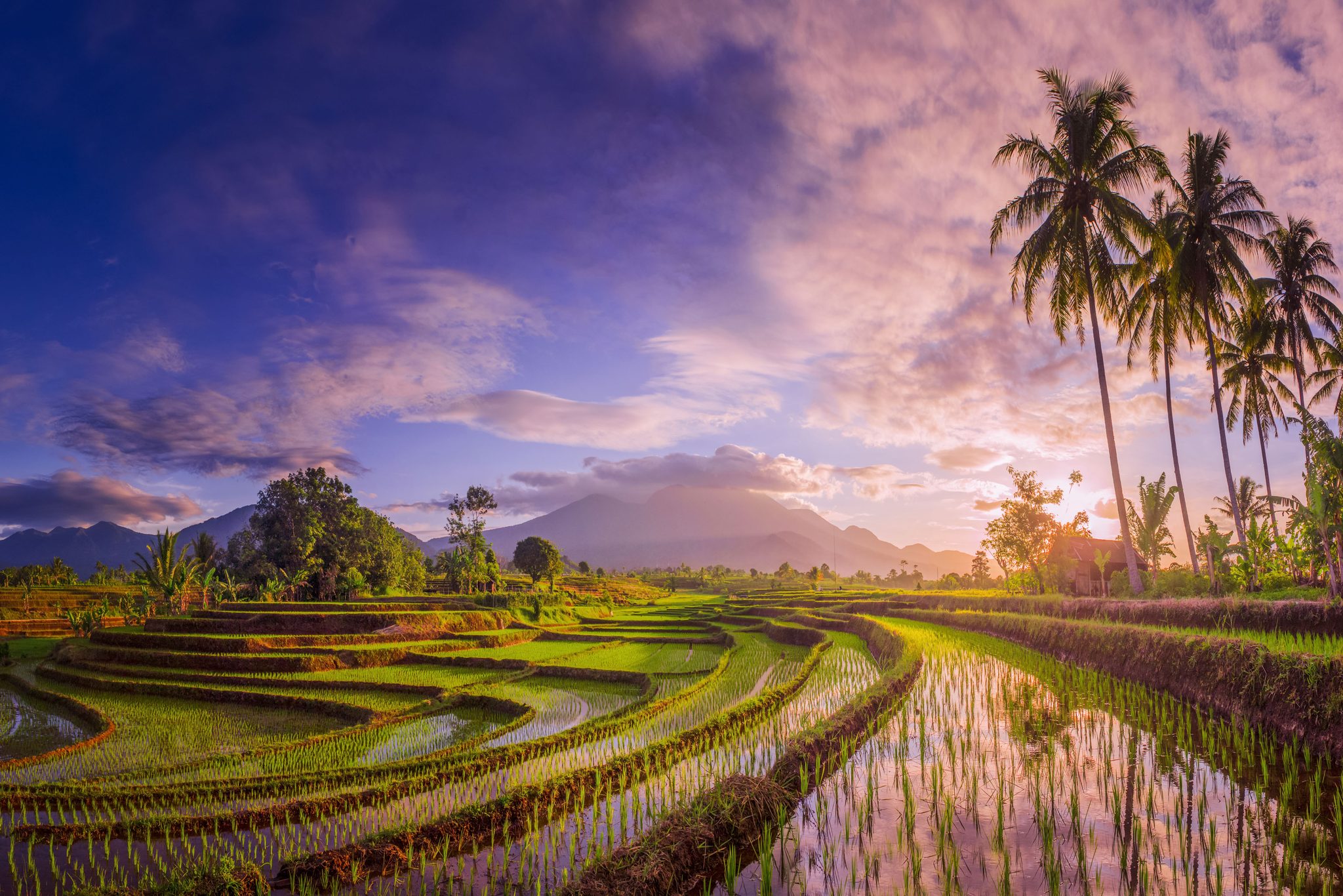 The beauty of the foggy morning panorama with sunrise and rice fields, Bengkulu, Indonesia. Landscape photograph by Rahmad Himawan, finalist in the Shoot The Frame Landscape photography award, January 2023