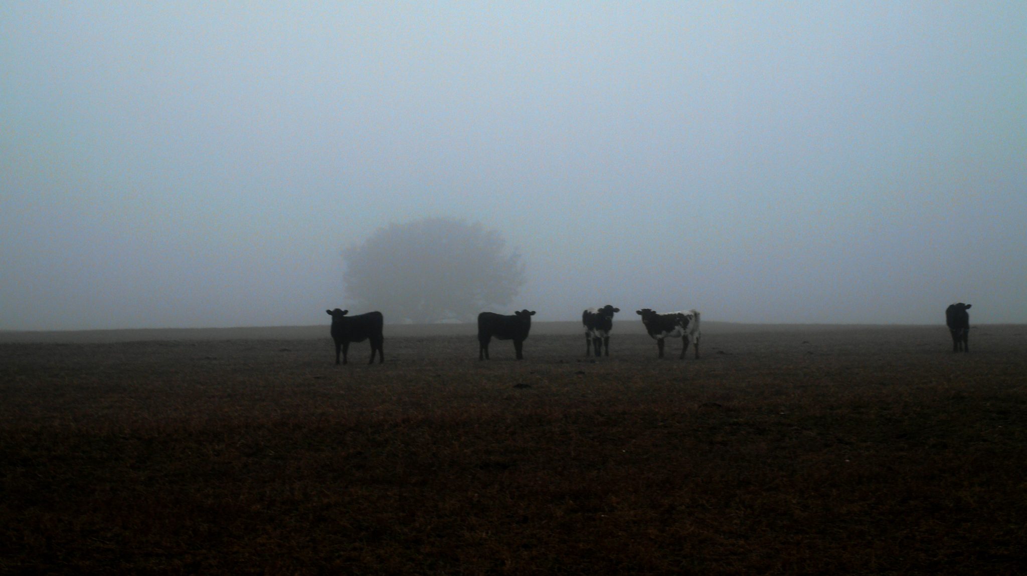 The Cattle and The Fog, Blanco, TX 78606, USA. Landscape photograph by Irasema Rivera, finalist in the Shoot The Frame Landscape photography award, September 2023