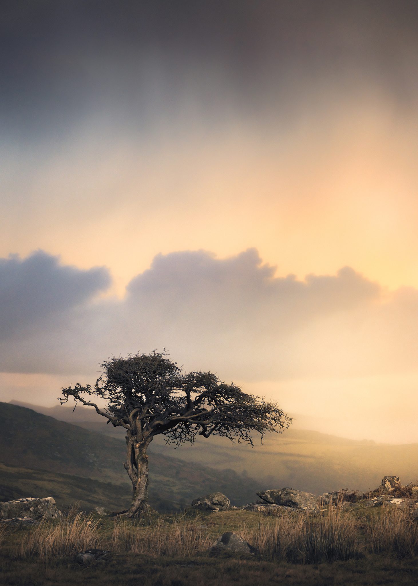 Dartmoor Tree, Combestone Tor. Landscape photograph by Tim Burgess, finalist in the Shoot The Frame Landscape photography award, September 2023
