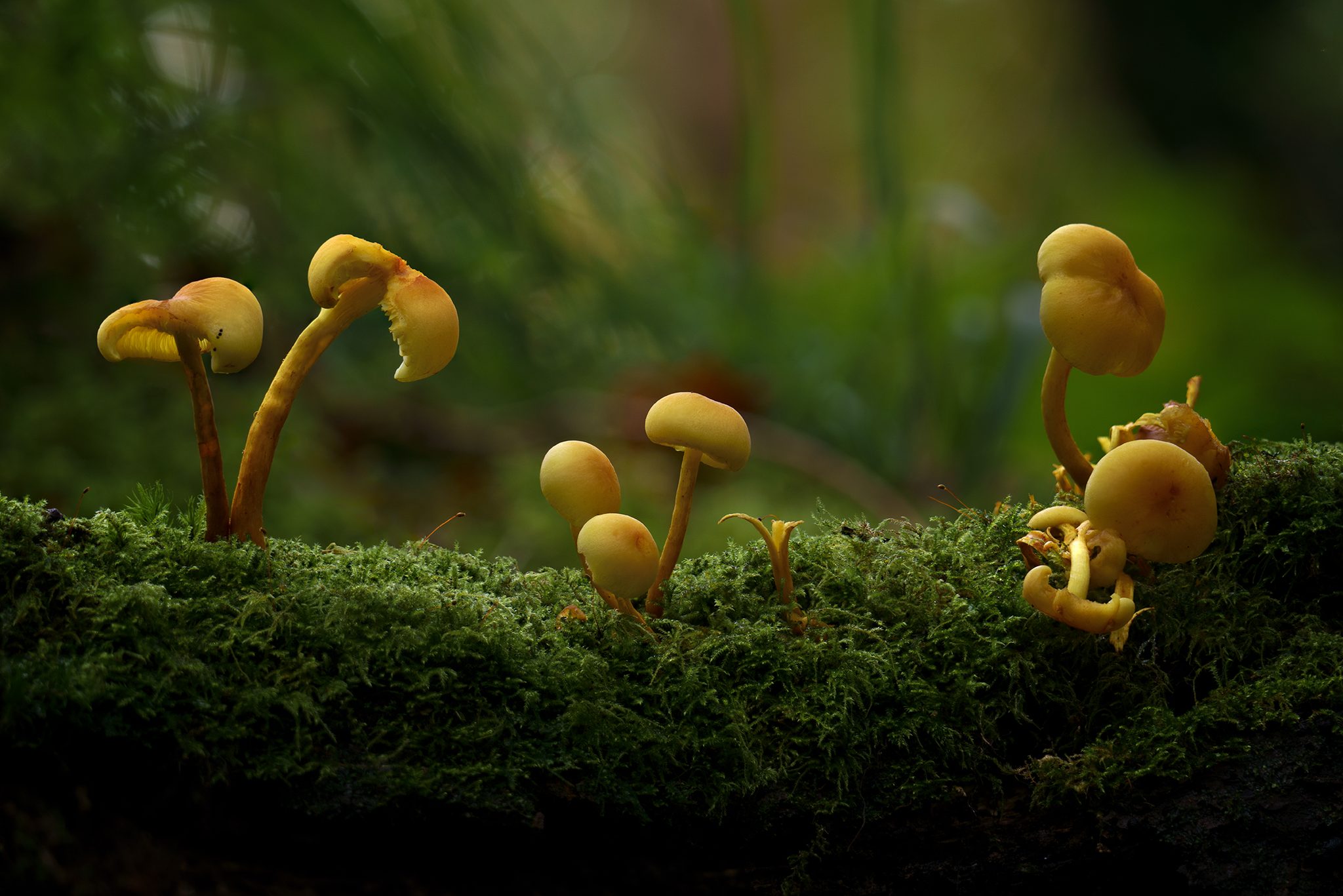 Sulpher Tufts, Shaugh Prior, Plymouth PL7, UK. Landscape photograph by Tim Burgess, finalist in the Shoot The Frame Landscape photography award, November 2023