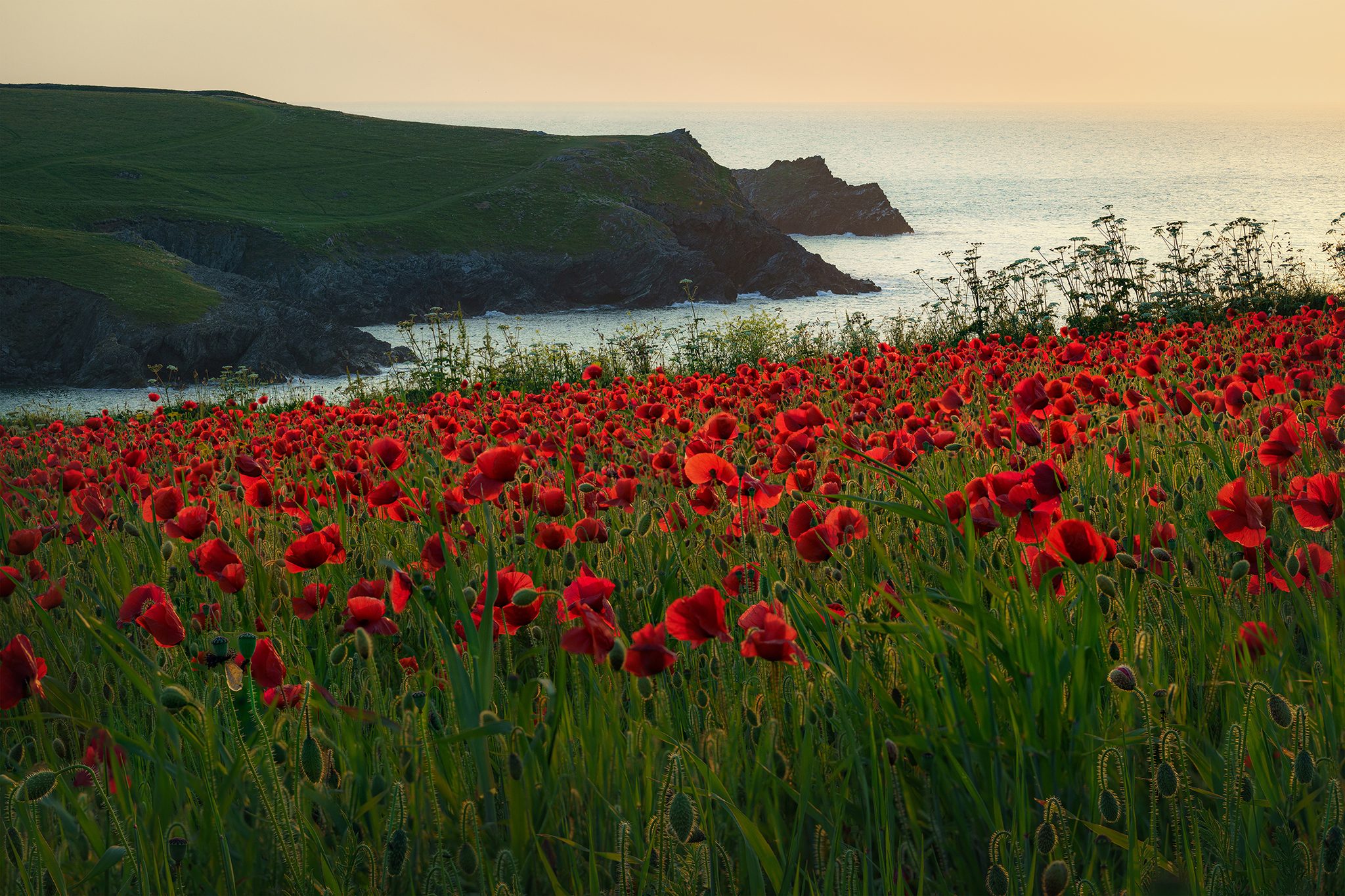 Polly Joke poppy fields, West Pentire, Newquay TR8, UK. Landscape photograph by Tim Burgess, finalist in the Shoot The Frame Landscape photography award, December 2023