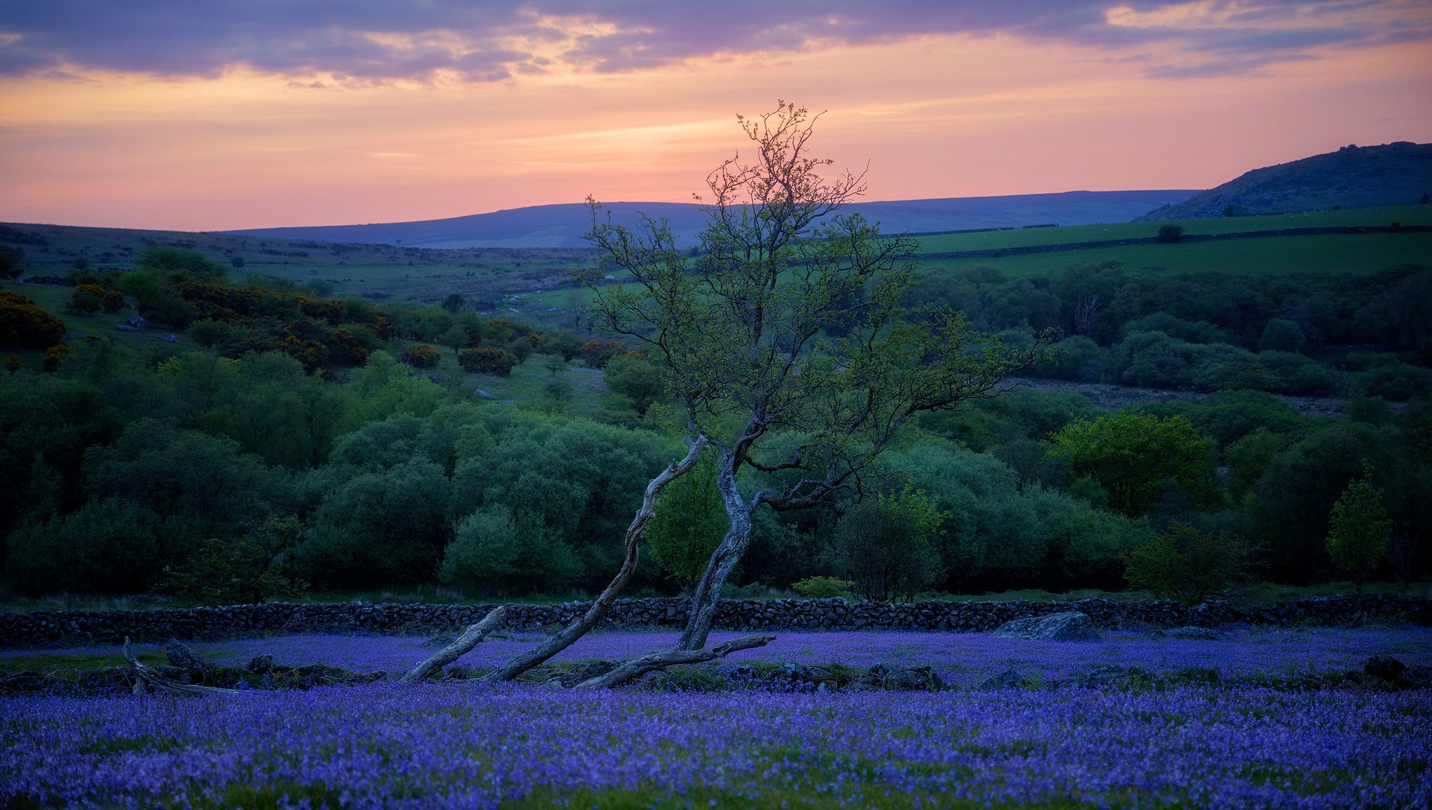 Emsworthy Mire Bluebells, Dartmoor National Park, Devon. U.K. Landscape photograph by Tim Burgess, finalist in the Shoot The Frame Landscape photography award, March 2024