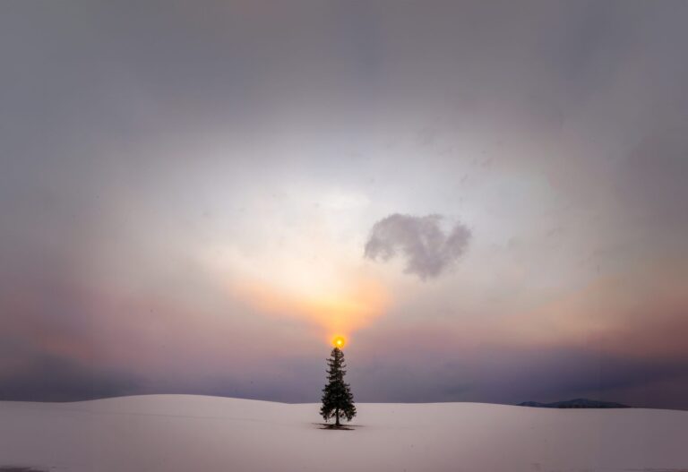 Christmas Tree, Japan. Landscape photograph by ChanOnn Fong, winner of the Shoot The Frame Landscape photography award, March 2024