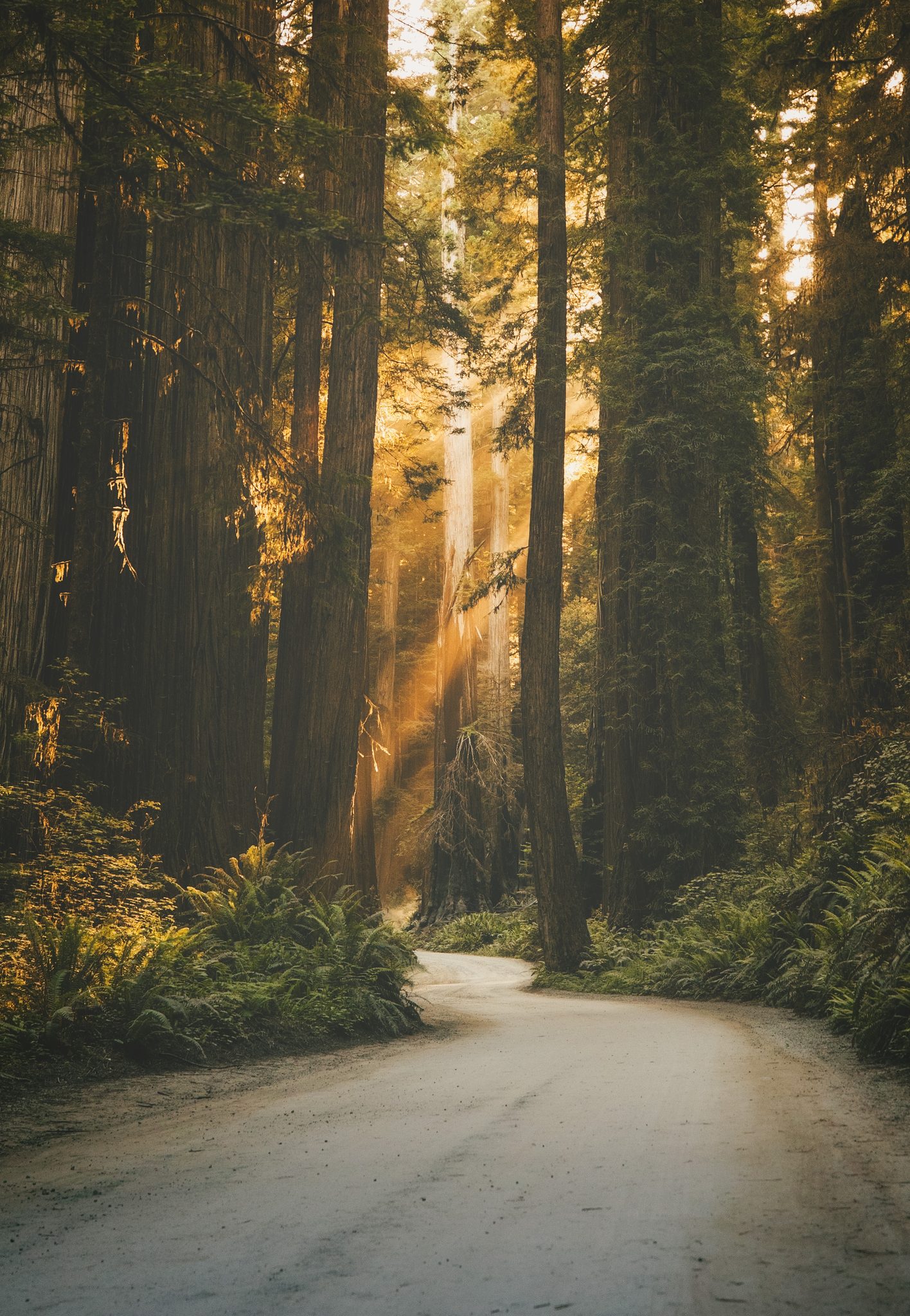 A Drive Through the Giants, Jedediah Smith Redwoods State Park. Landscape photograph by Courtney Gattis, finalist in the Shoot The Frame Landscape photography award, April 2024