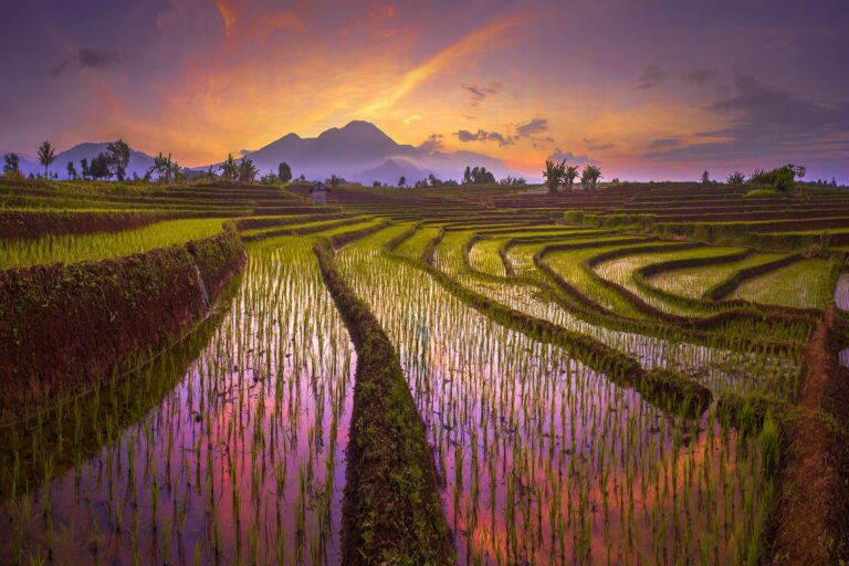 Morning sky at rice fields, North Bengkulu Regency, Bengkulu, Indonesia. Landscape photograph by Rahmad Himawan, winner of the Shoot The Frame Landscape photography award, November 2024