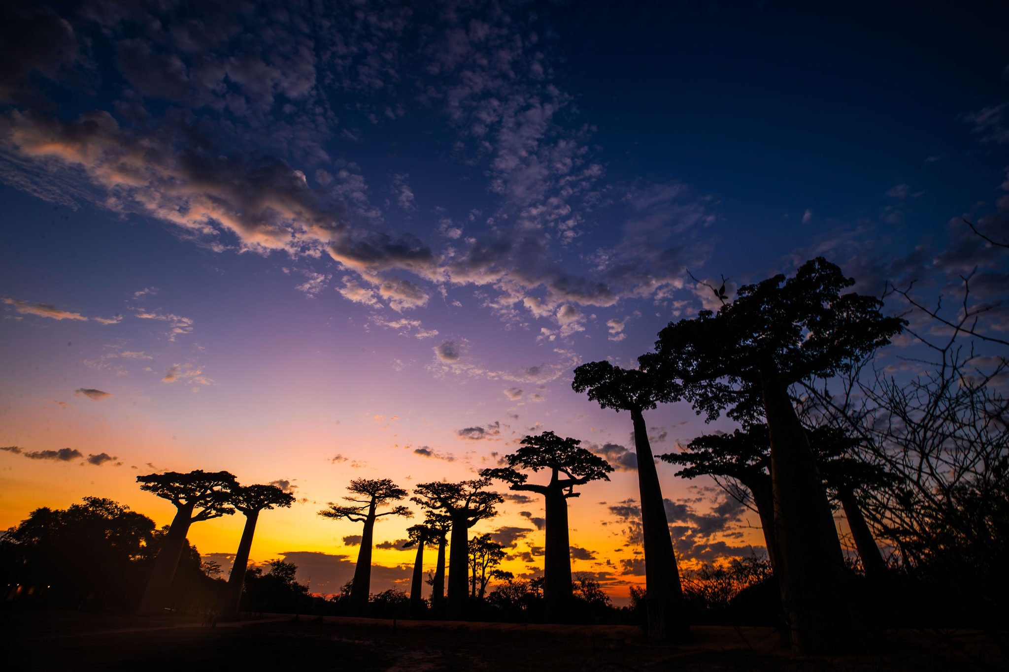 The Avenue of Baobabs, Madagascar. Landscape photograph by Devraj Roy, finalist in the Shoot The Frame Landscape photography award, January 2025