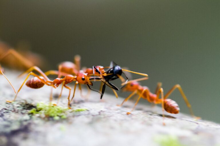 Insects, ants, red, black. Wildlife photograph by Devashish Pradhan, finalist in the Shoot The Frame Wildlife photography award, July 2014