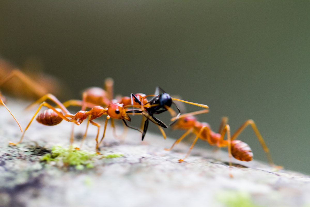 Insects, ants, red, black. Wildlife photograph by Devashish Pradhan, finalist in the Shoot The Frame Wildlife photography award, July 2014