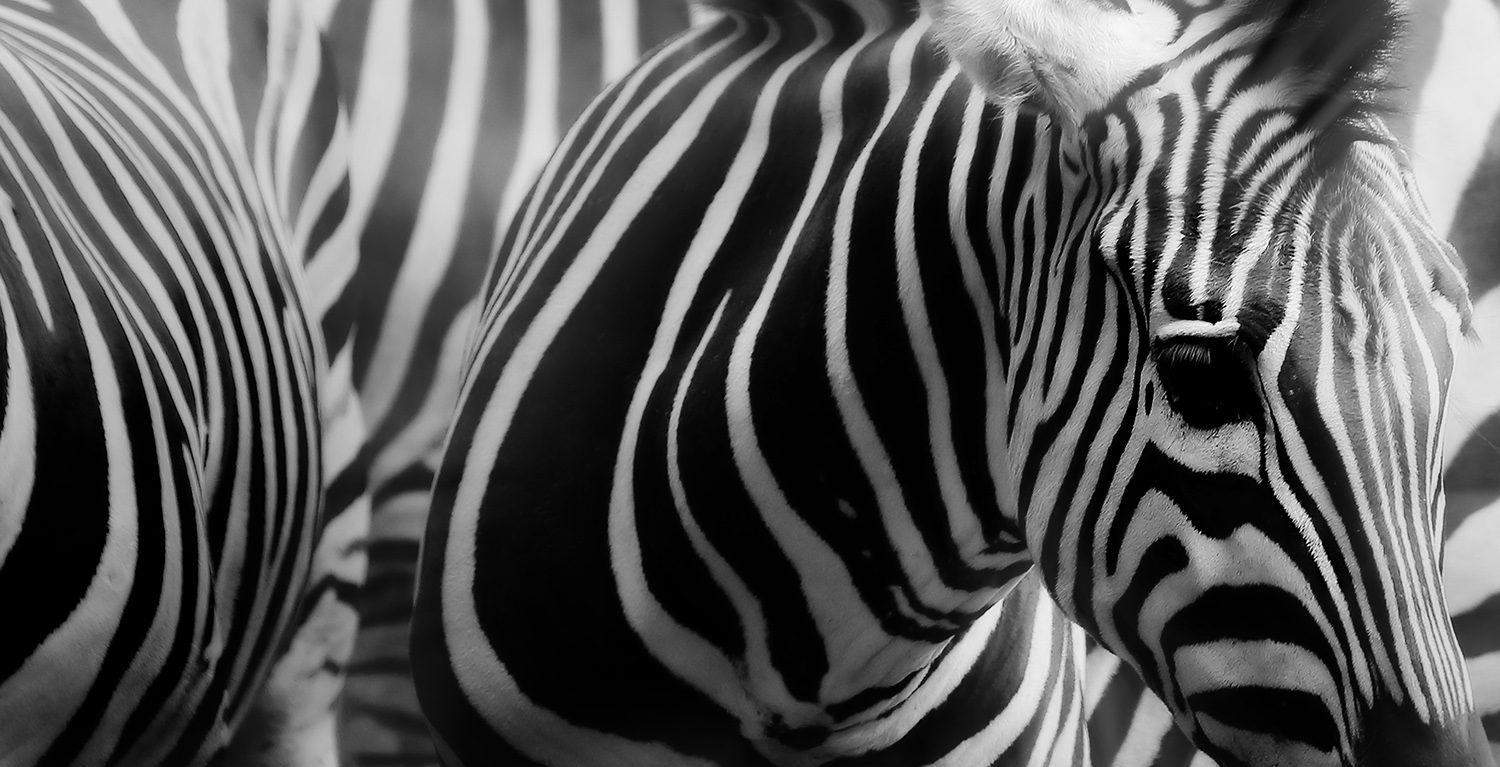 Zebra, stripes, black, white. Wildlife photograph by Michael Pekasa, finalist in the Shoot The Frame Wildlife photography award, July 2014