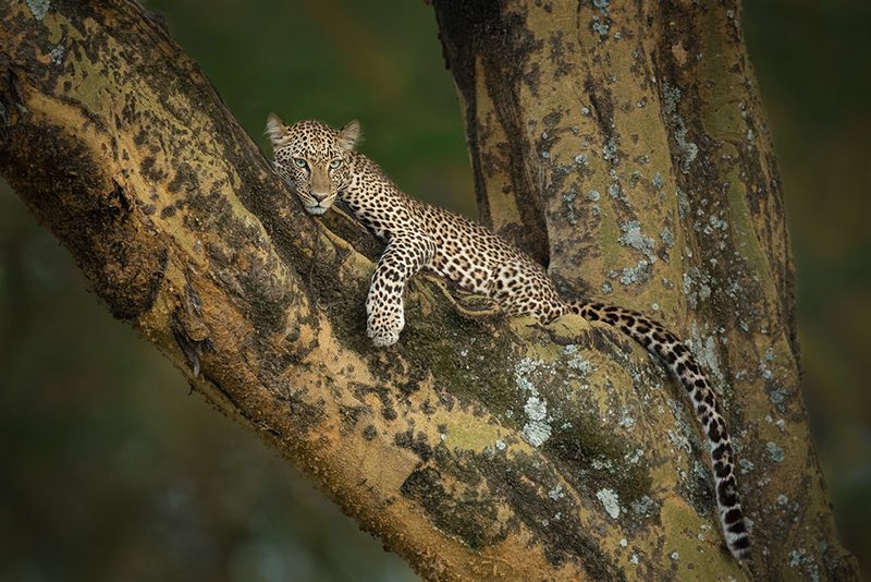 Trees, cheetah, predator. Wildlife photograph by Teresa Nel, finalist in the Shoot The Frame Wildlife photography award, July 2014