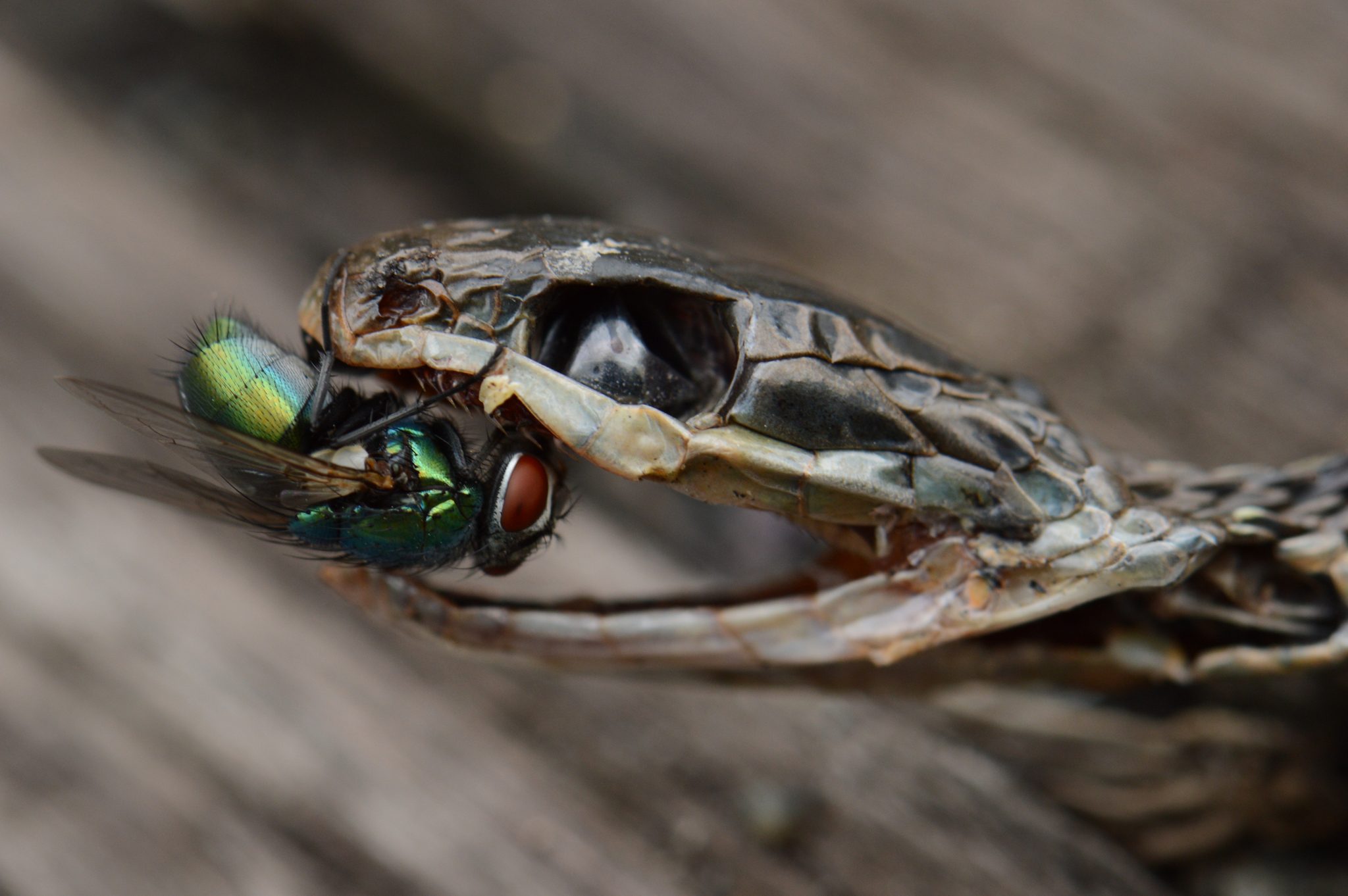 Insects, predator, prey, reptiles. Wildlife photograph by Benjamin Mancino, winner of the Shoot The Frame Wildlife photography award, July 2014