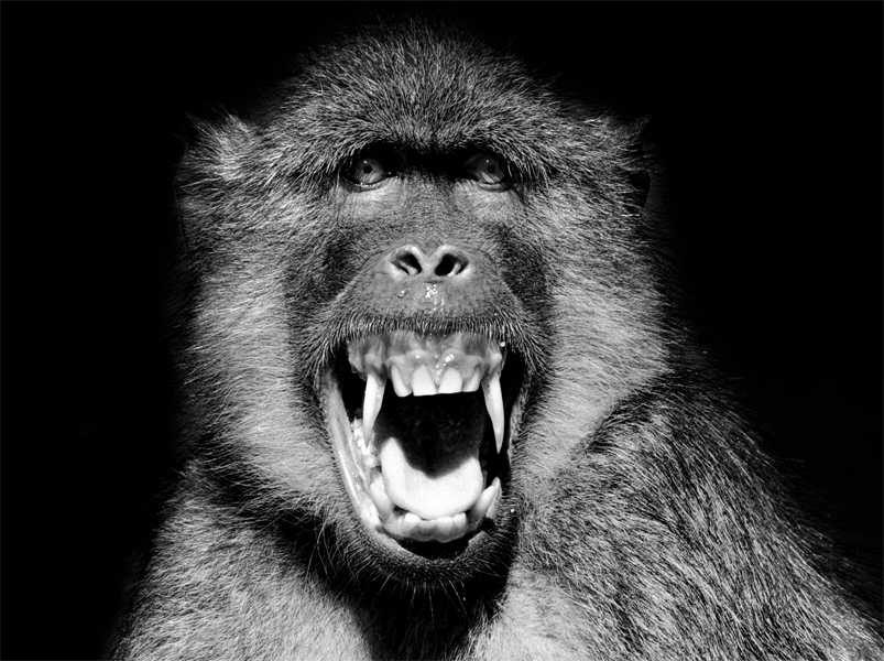 Teeth, mouth, gorilla, hairy. Wildlife photograph by Cathrin Schulz, finalist in the Shoot The Frame Wildlife photography award, August 2014