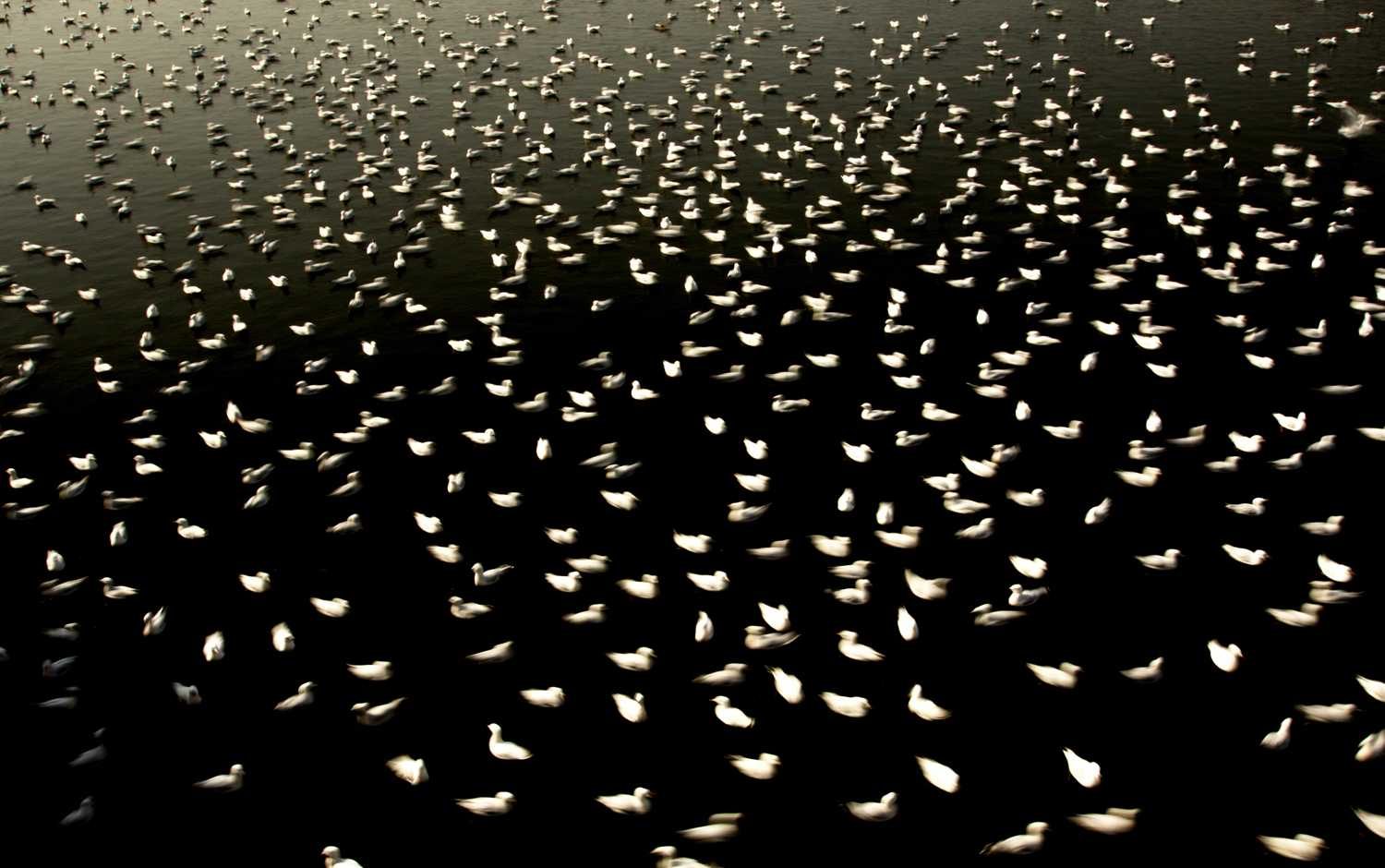 Lake, goose, swamp. Wildlife photograph by Swayamsiddha Mohapatra, finalist in the Shoot The Frame Wildlife photography award, August 2014