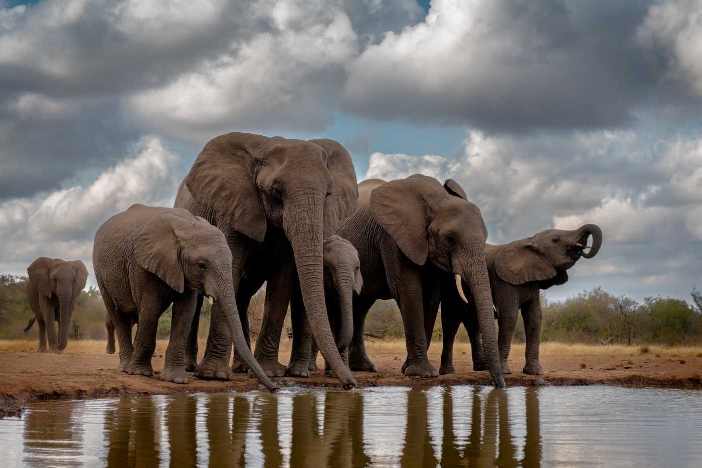 Elephants, big, ears, tusk. Wildlife photograph by Teresa Nel, finalist in the Shoot The Frame Wildlife photography award, August 2014