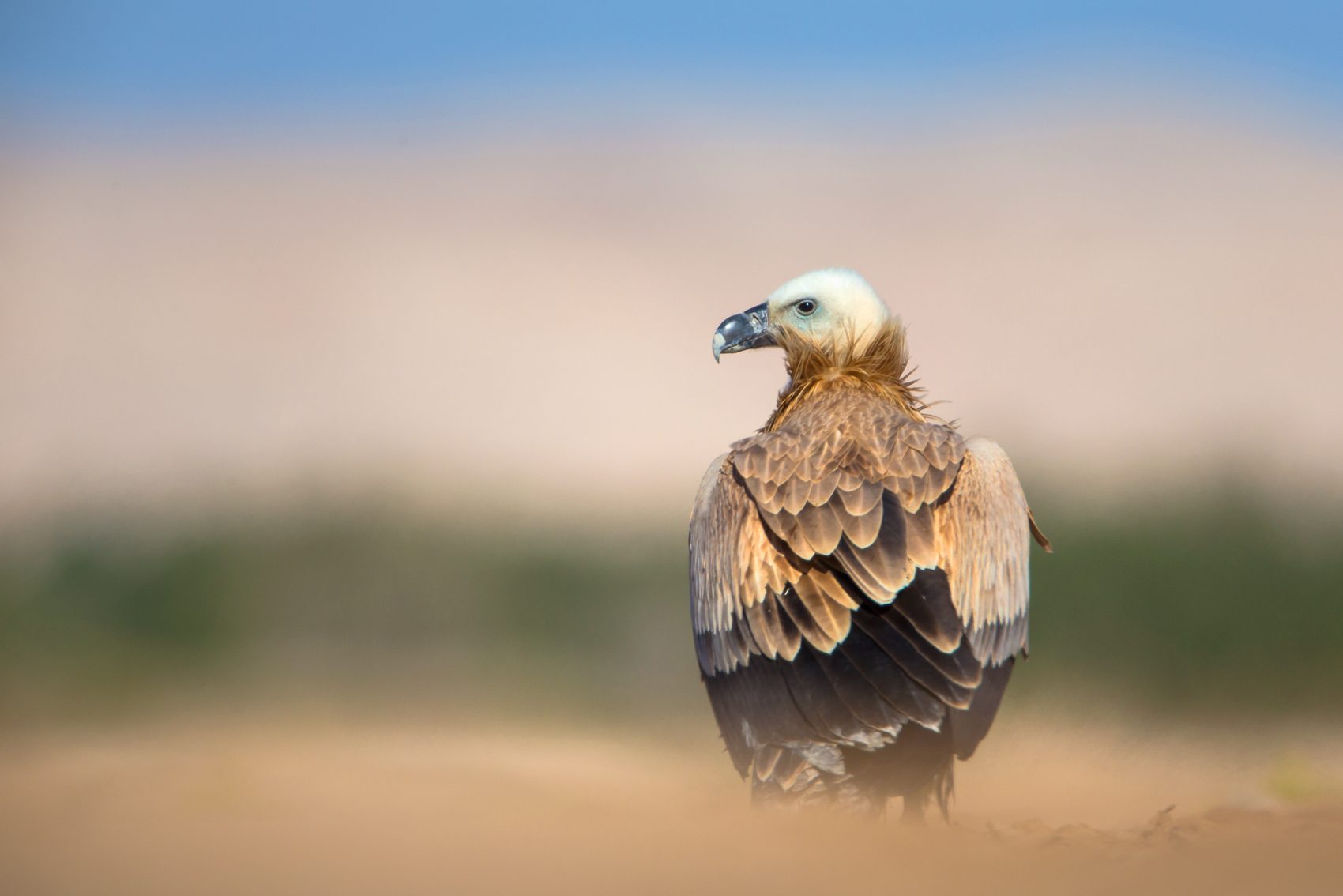 Bird, hawk, feathers. Wildlife photograph by Mohammad Khorshed, winner of the Shoot The Frame Wildlife photography award, August 2014