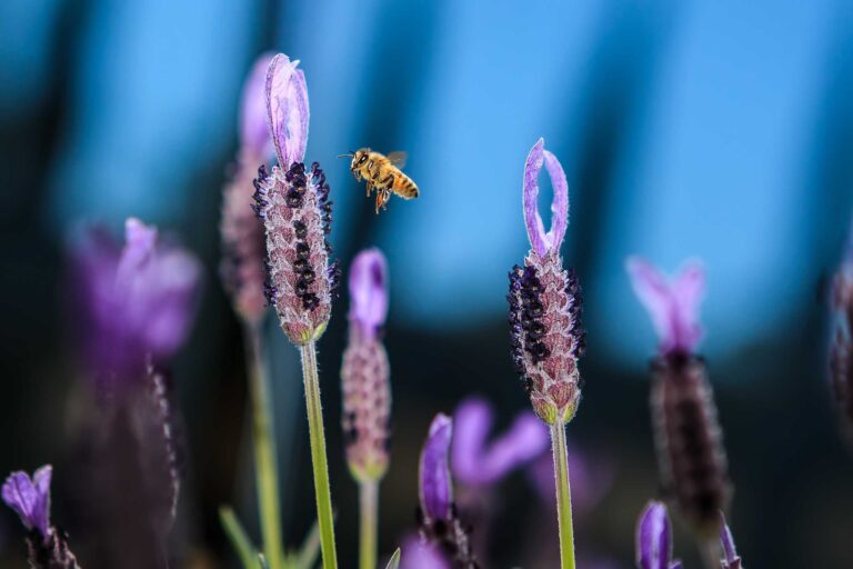 Insects, bee, buzz, fly. Wildlife photograph by Damian Gobbo, finalist in the Shoot The Frame Wildlife photography award, September 2014
