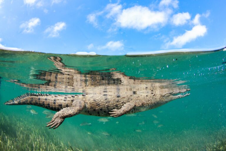 Water, swimming, baby, crocodile. Wildlife photograph by Joanna Lentini, finalist in the Shoot The Frame Wildlife photography award, September 2014