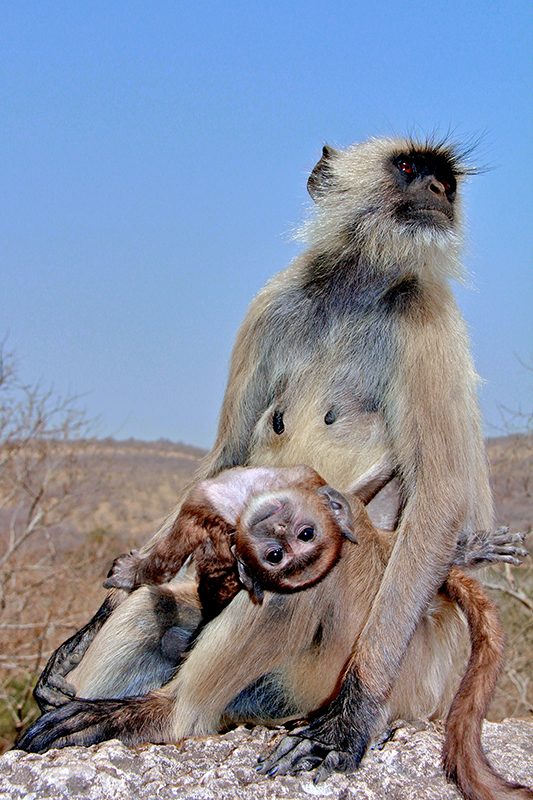Mammals, monkey, baby. Wildlife photograph by Joanna Lentini, finalist in the Shoot The Frame Wildlife photography award, September 2014