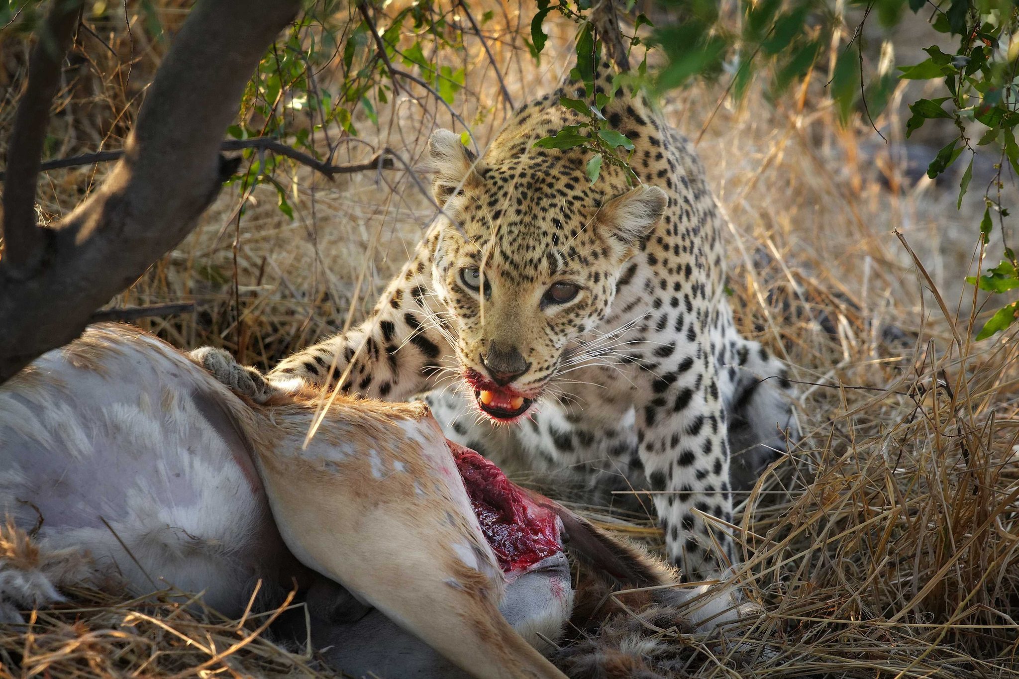 Leopard, preadator, prey, cannibals. Wildlife photograph by Roberto Leone, finalist in the Shoot The Frame Wildlife photography award, September 2014