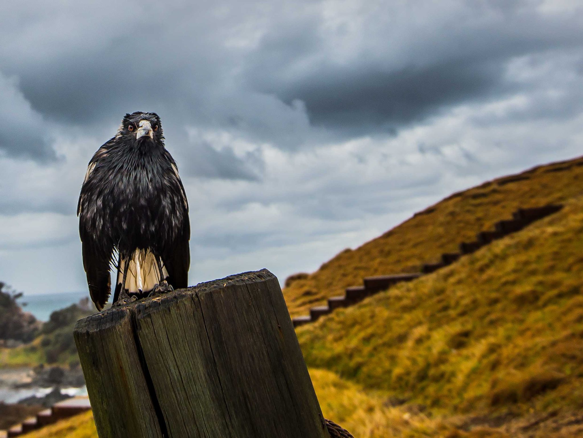 Hawk, bird, black. Wildlife photograph by Will Eades, finalist in the Shoot The Frame Wildlife photography award, September 2014