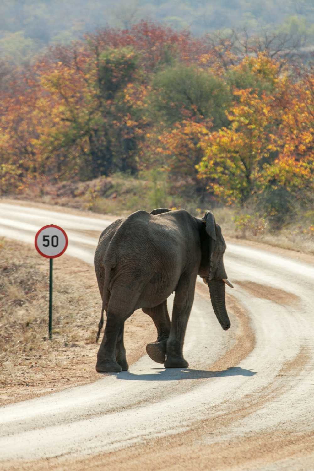 Elephant, mammals, highway, road. Wildlife photograph by Adriaan Heerden, finalist in the Shoot The Frame Wildlife photography award, October 2014