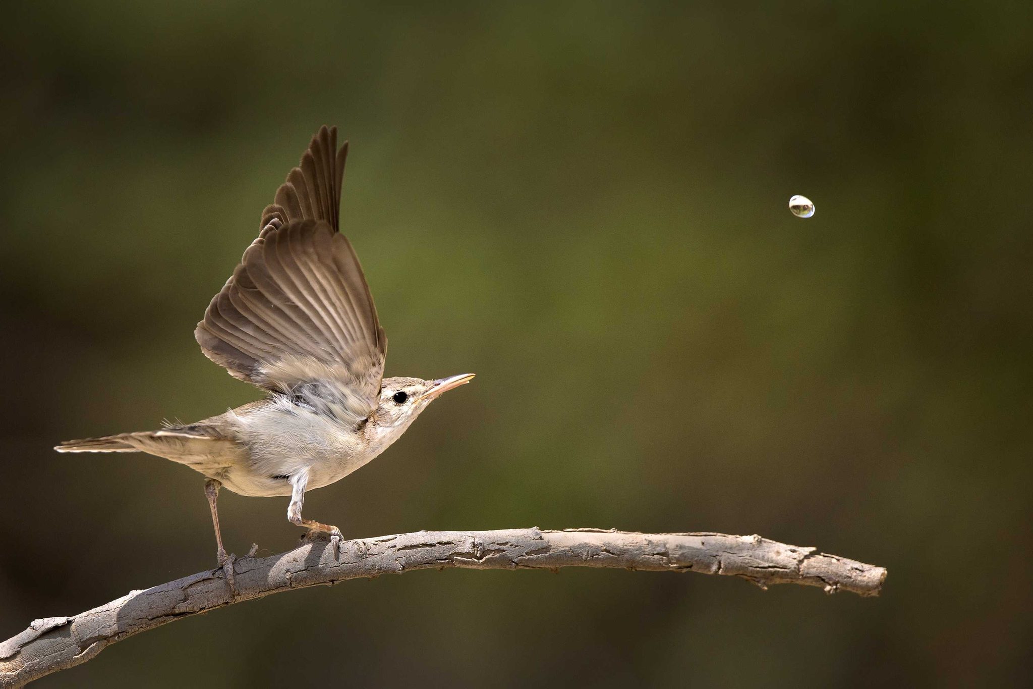Bird, fly, catch, insects. Wildlife photograph by Mohammad Khorshed, finalist in the Shoot The Frame Wildlife photography award, October 2014