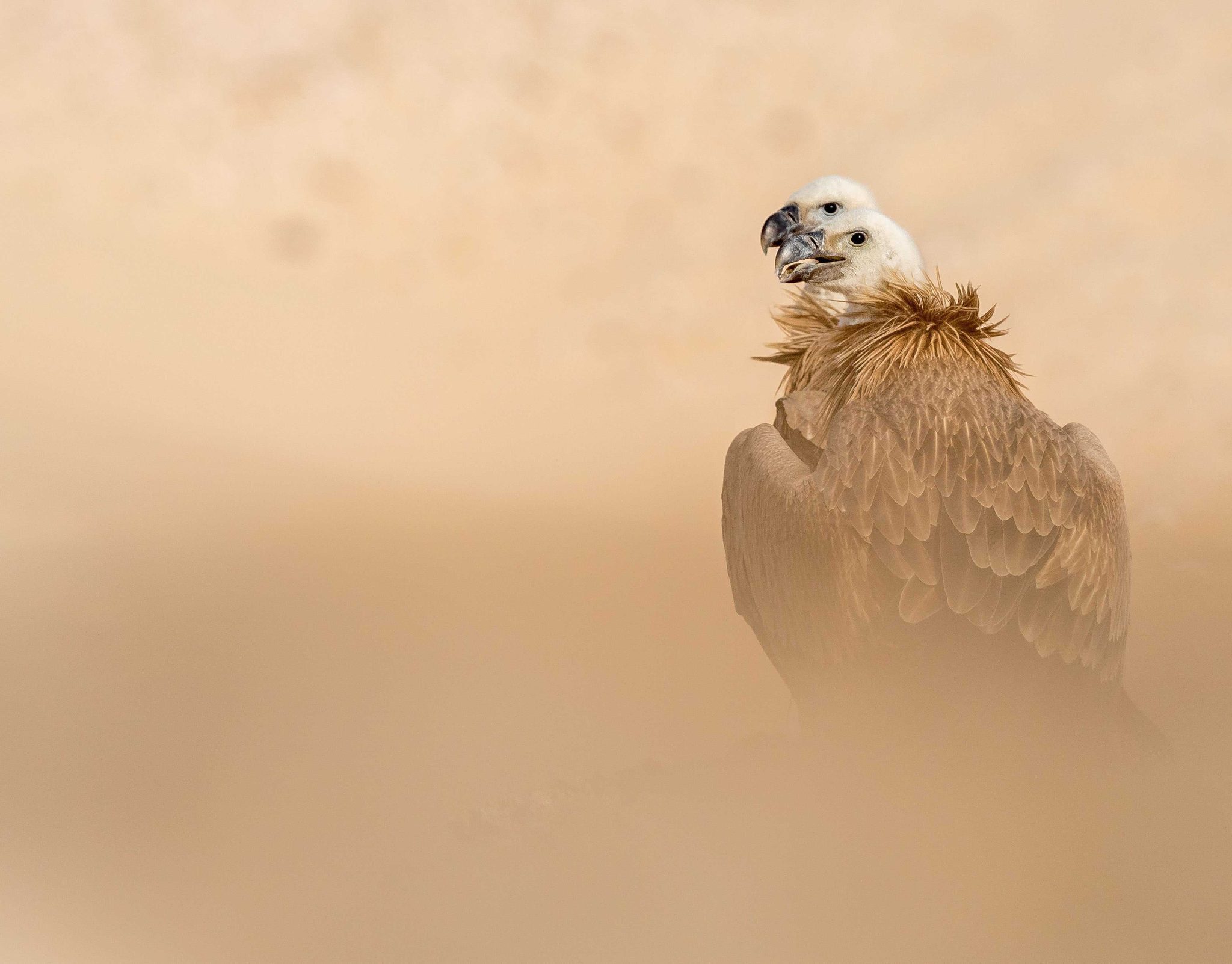 Eagle, bald, bird. Wildlife photograph by Mohammad Murad, finalist in the Shoot The Frame Wildlife photography award, October 2014