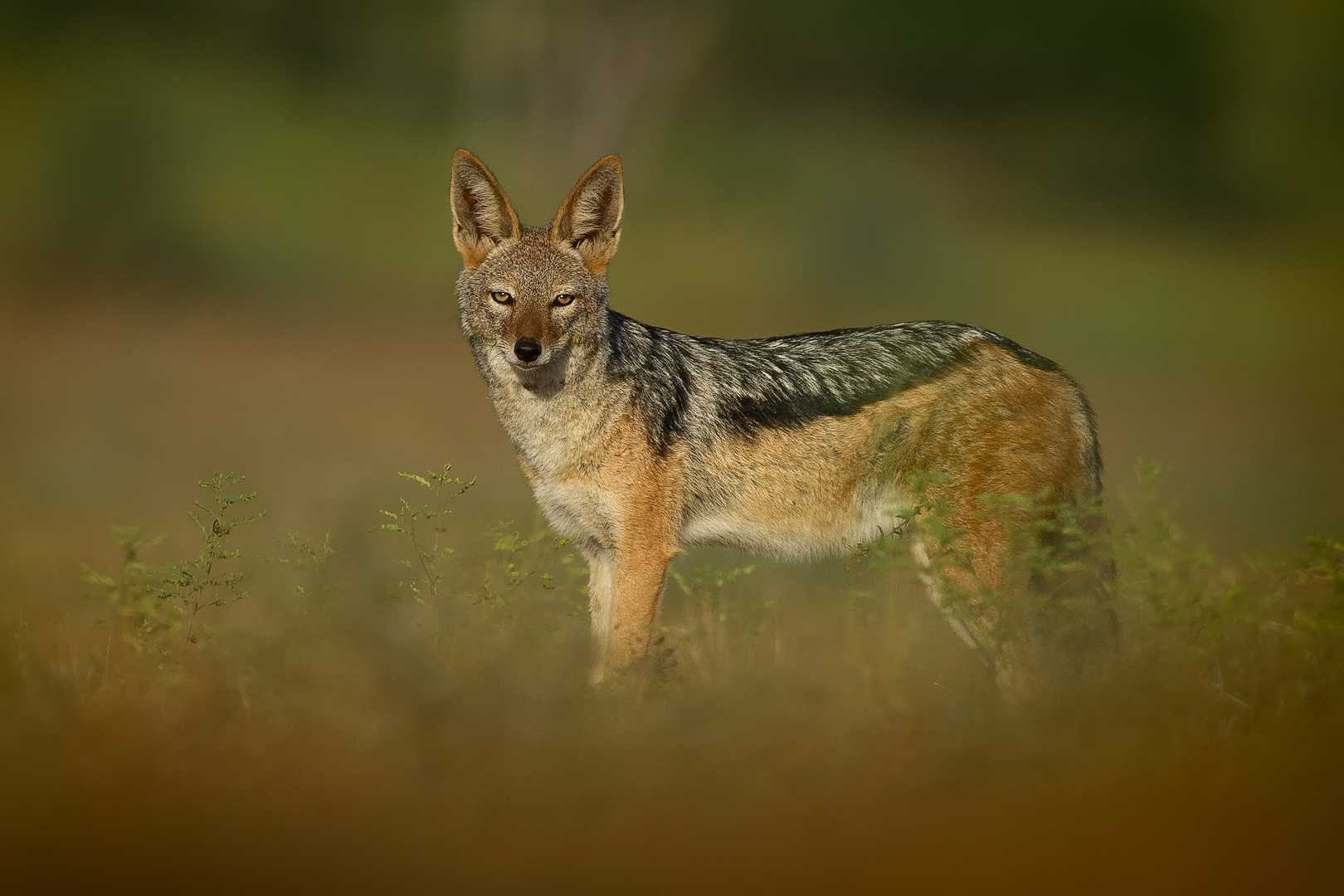 Fox, preadtor, fierce. Wildlife photograph by Teresa Nel, finalist in the Shoot The Frame Wildlife photography award, October 2014