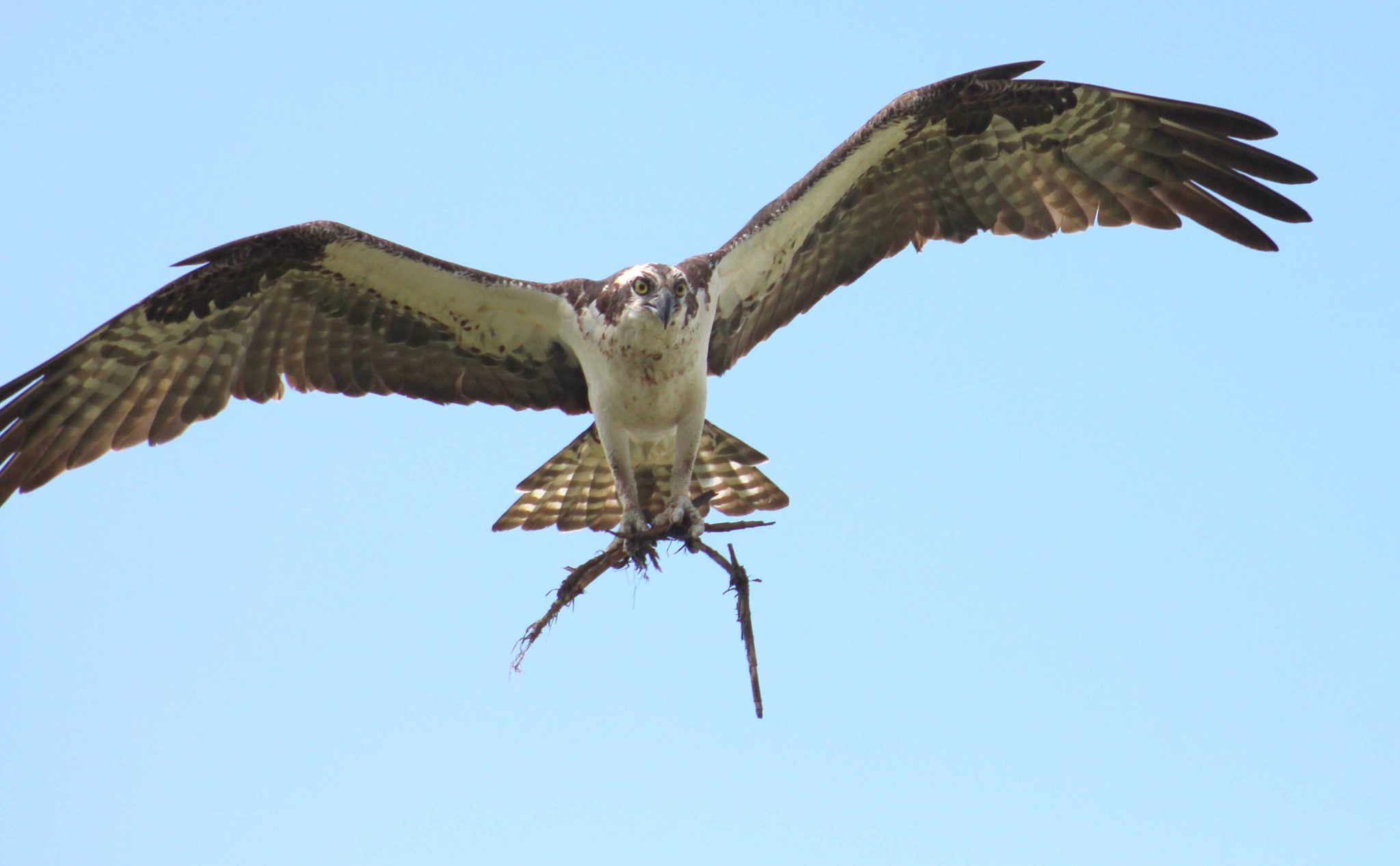 Hawk, bird, fly, high. Wildlife photograph by Shirley Robinson, finalist in the Shoot The Frame Wildlife photography award, November 2014