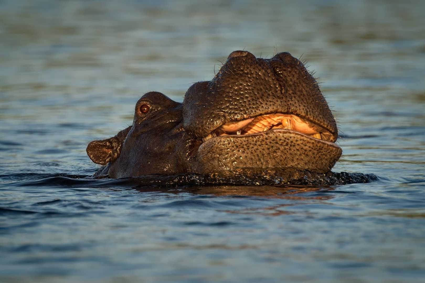Big, river, predator. Wildlife photograph by Teresa Nel, finalist in the Shoot The Frame Wildlife photography award, November 2014
